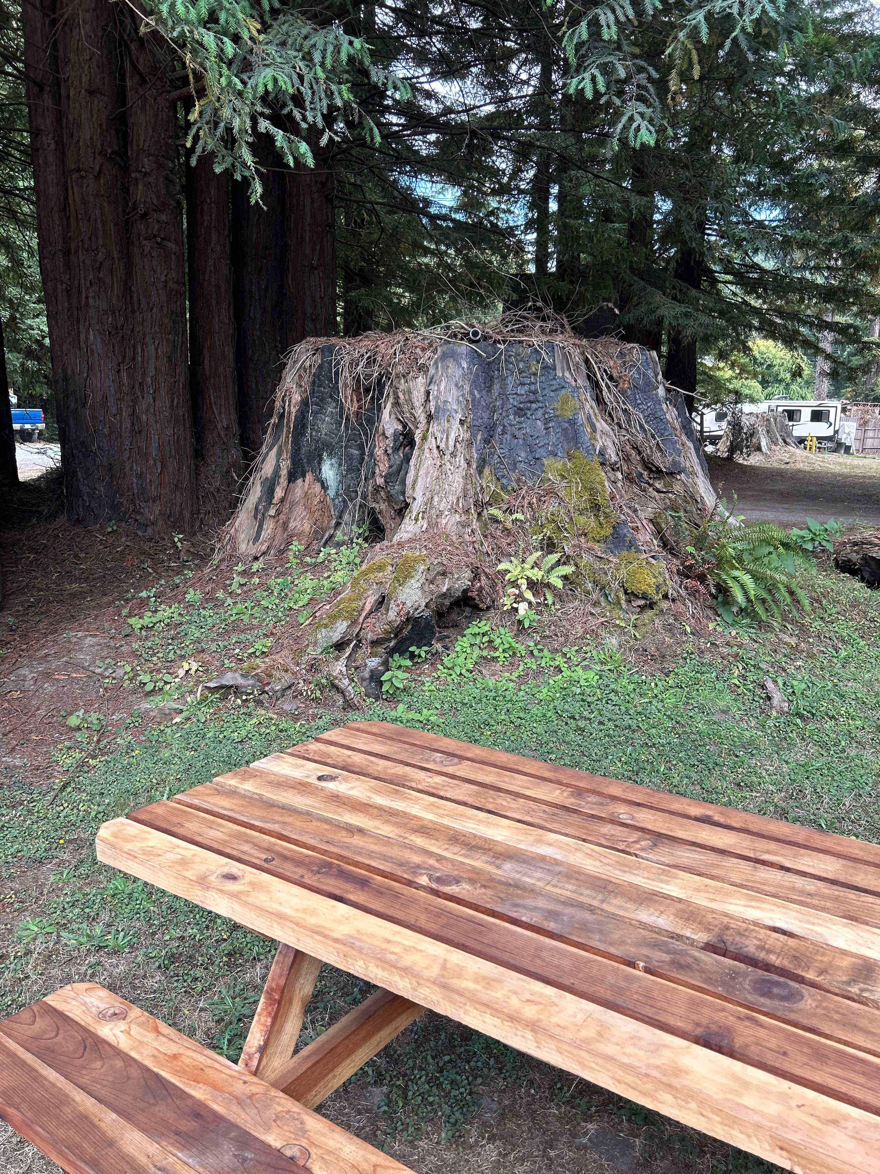Stump of old growth redwood behind cabin