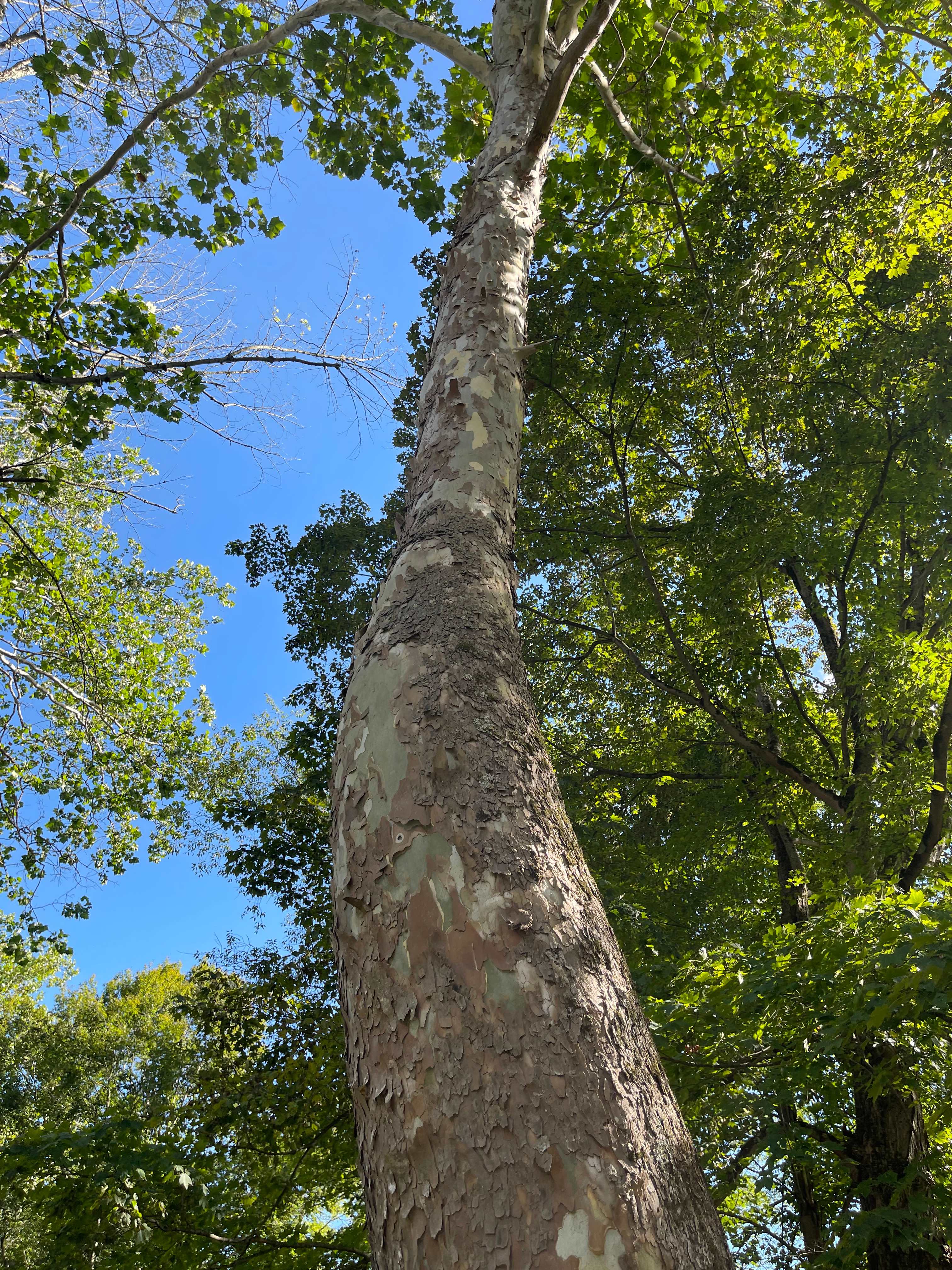 Beautiful sycamore tree at the site
