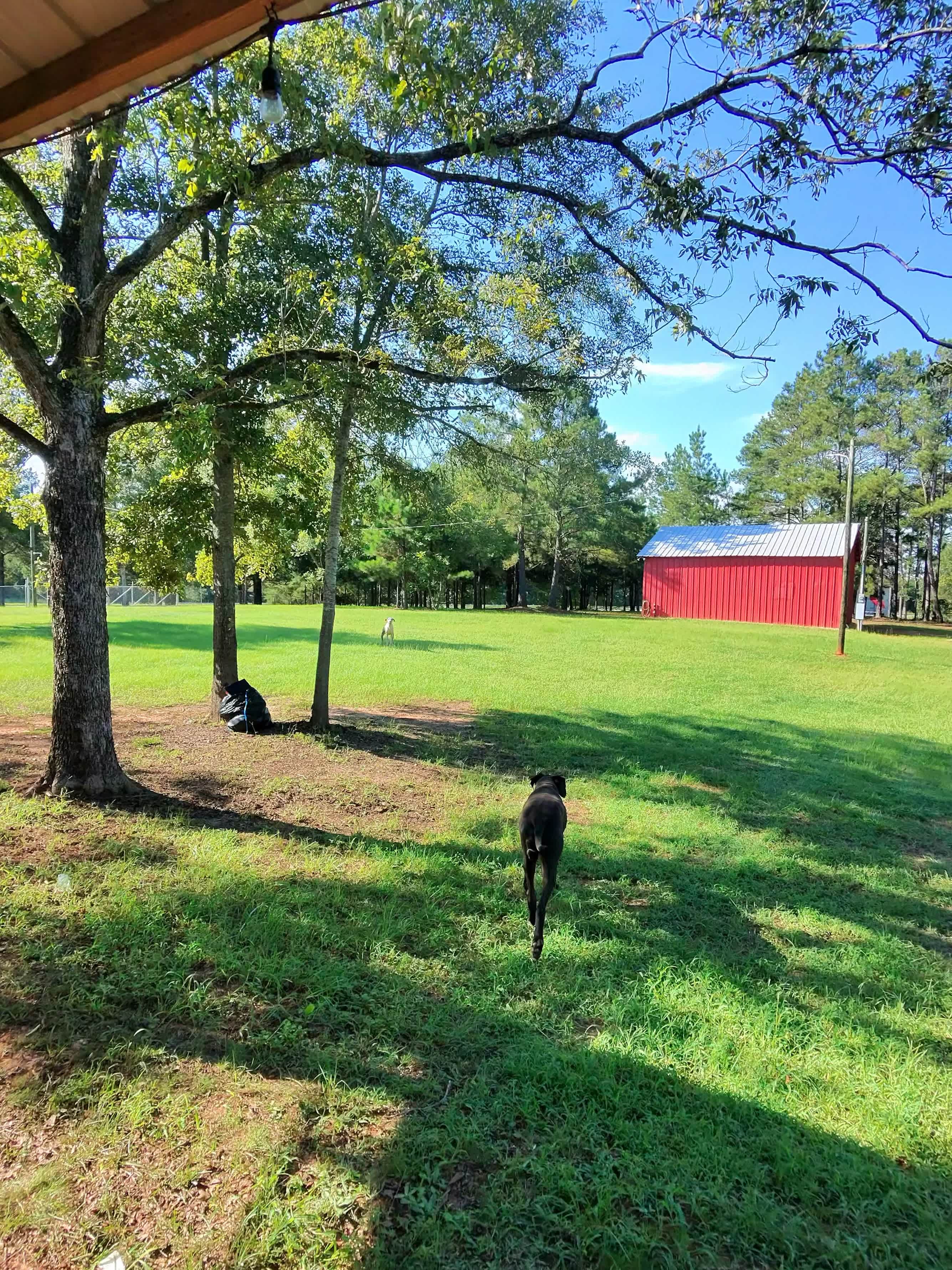 huge fenced area to let dogs roam