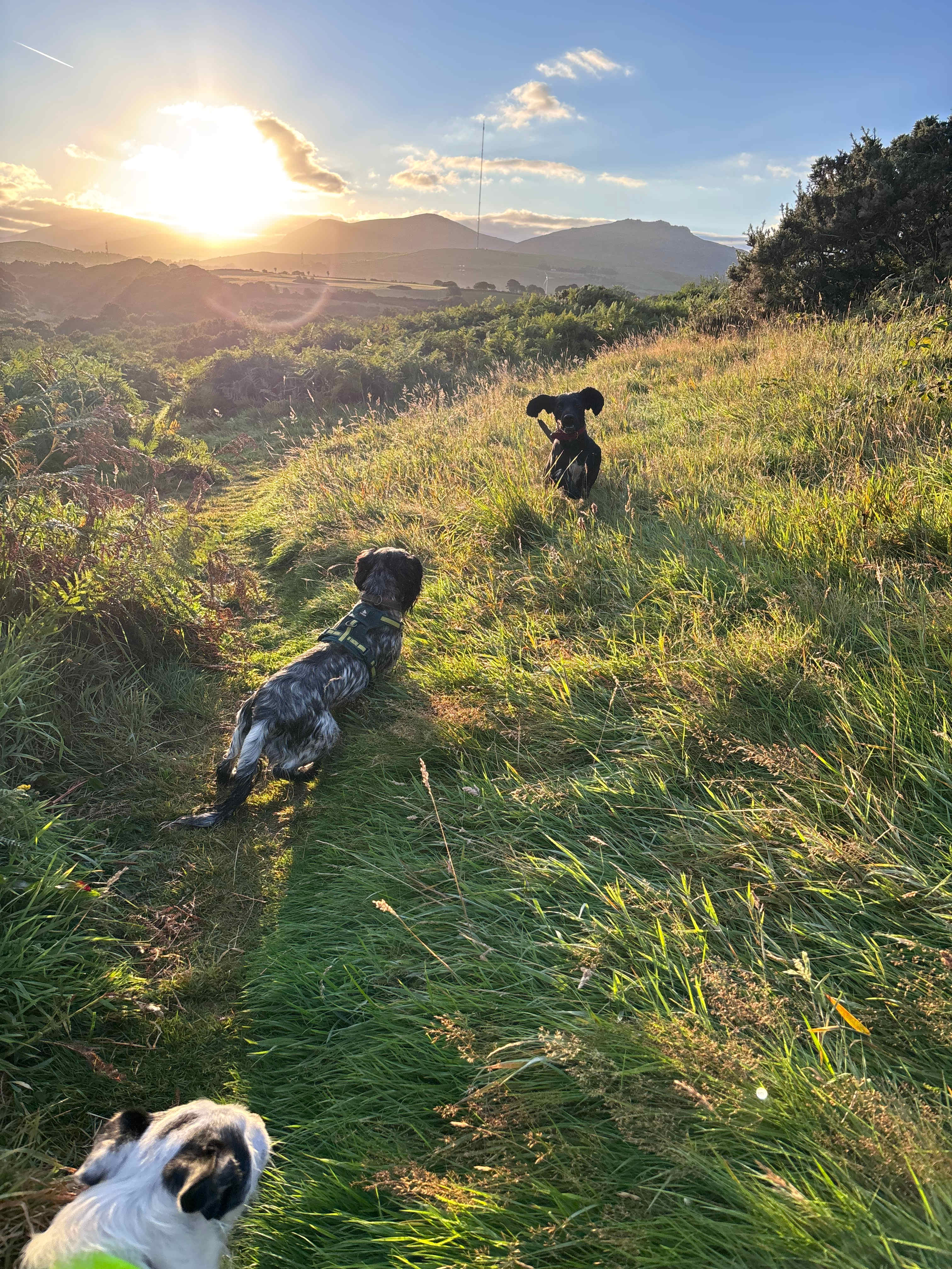 Henbant Permaculture Farm + Camp