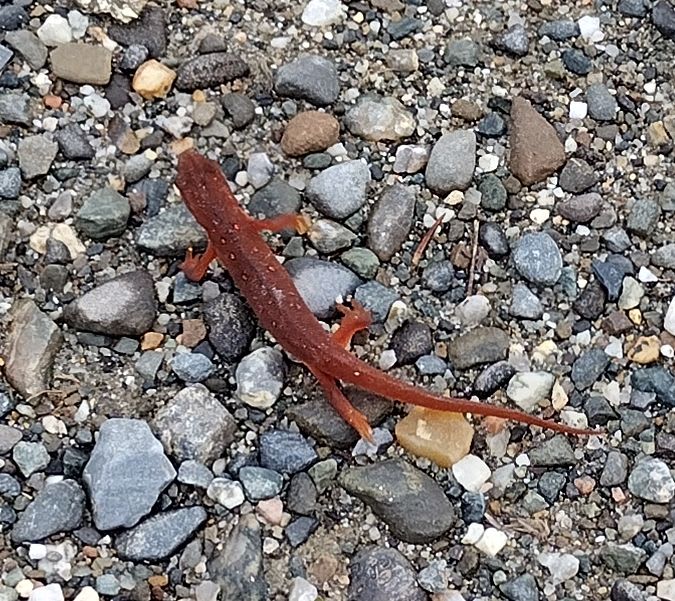A cute little newt found near my site!