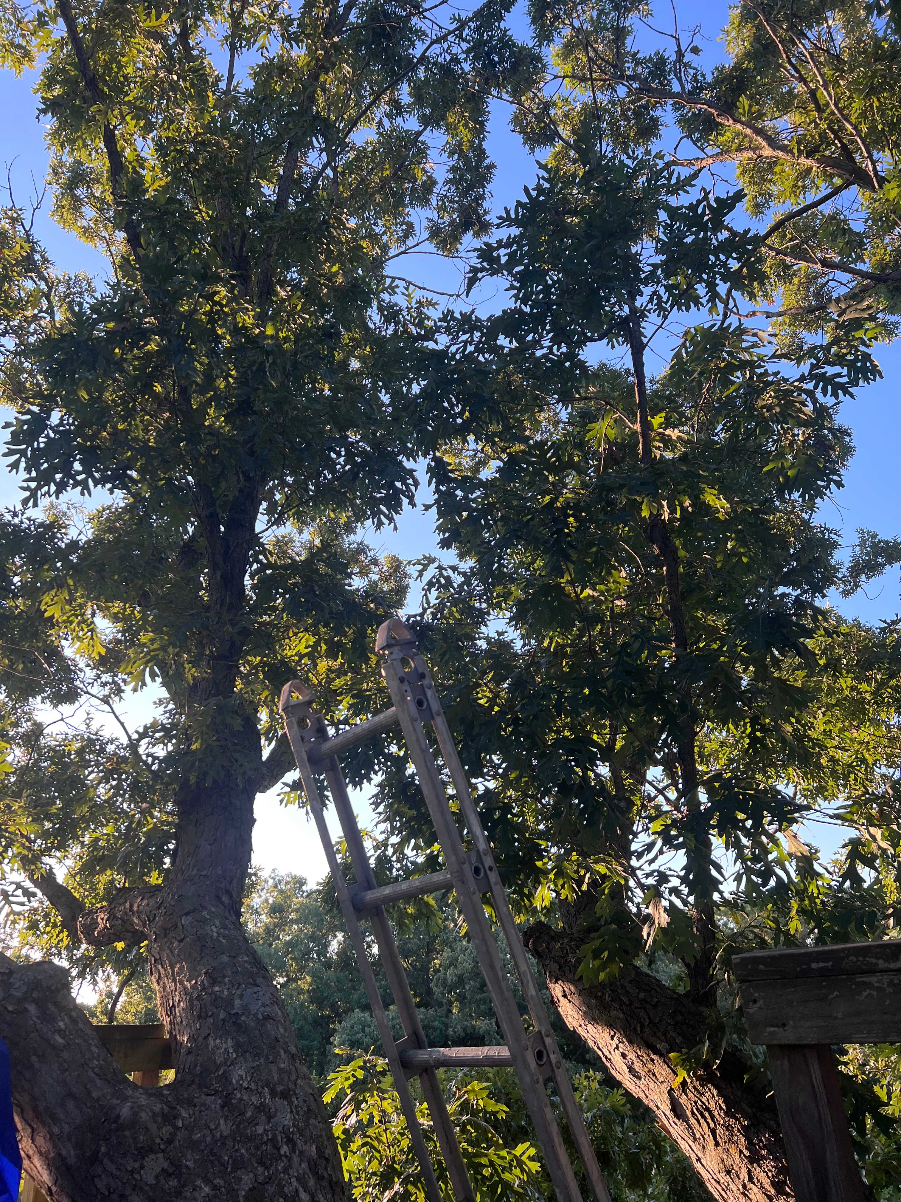 Selby Farm Horse Retirement