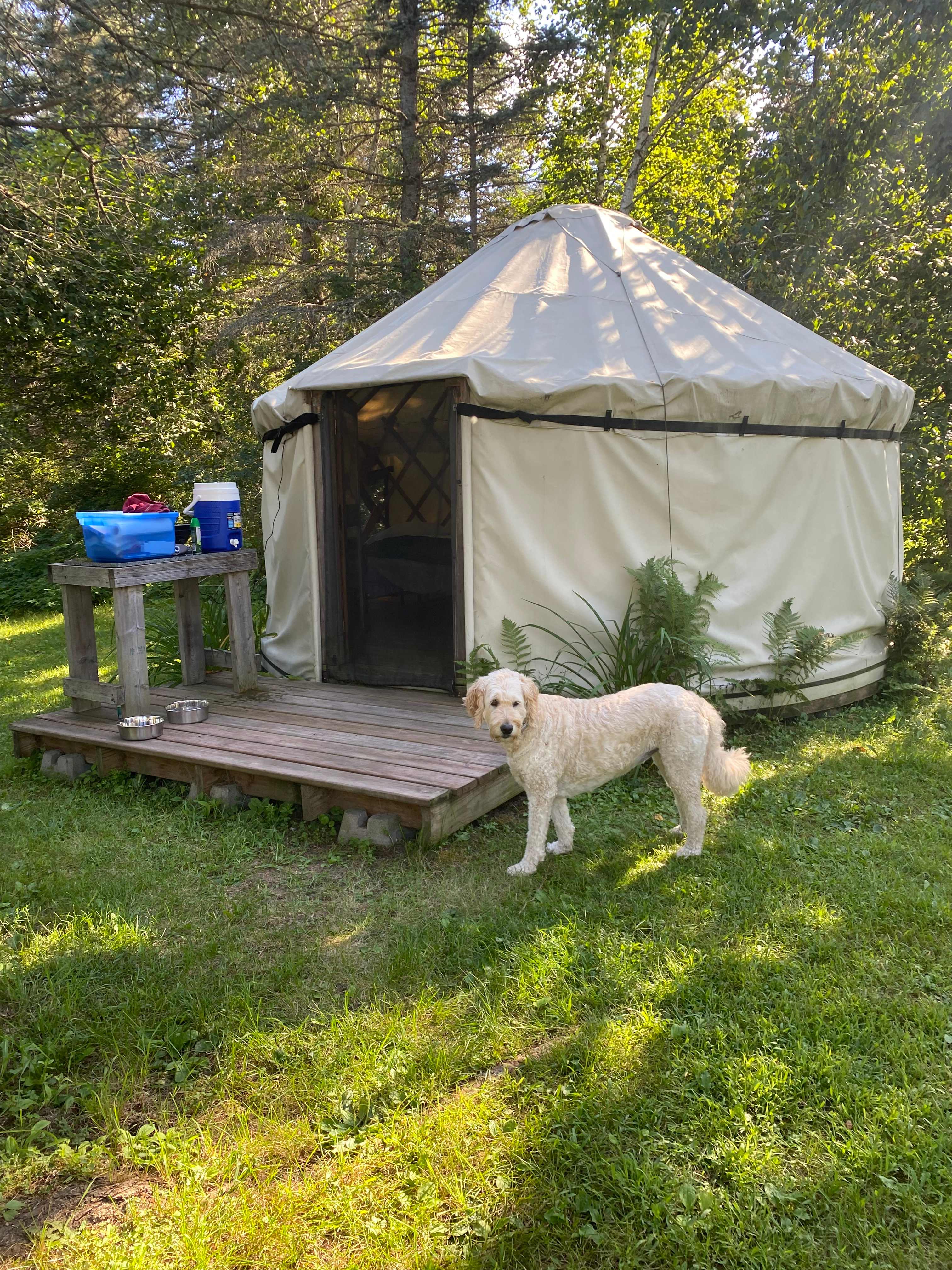 Spirits of the Forest