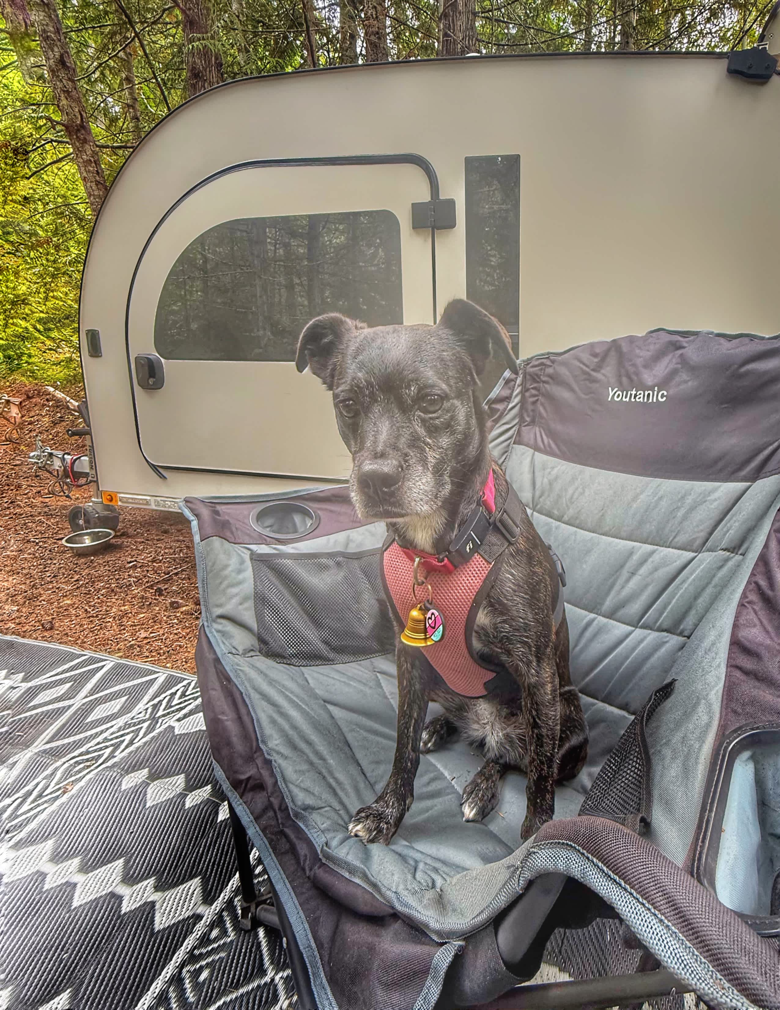 Dog friendly sites are spaced apart