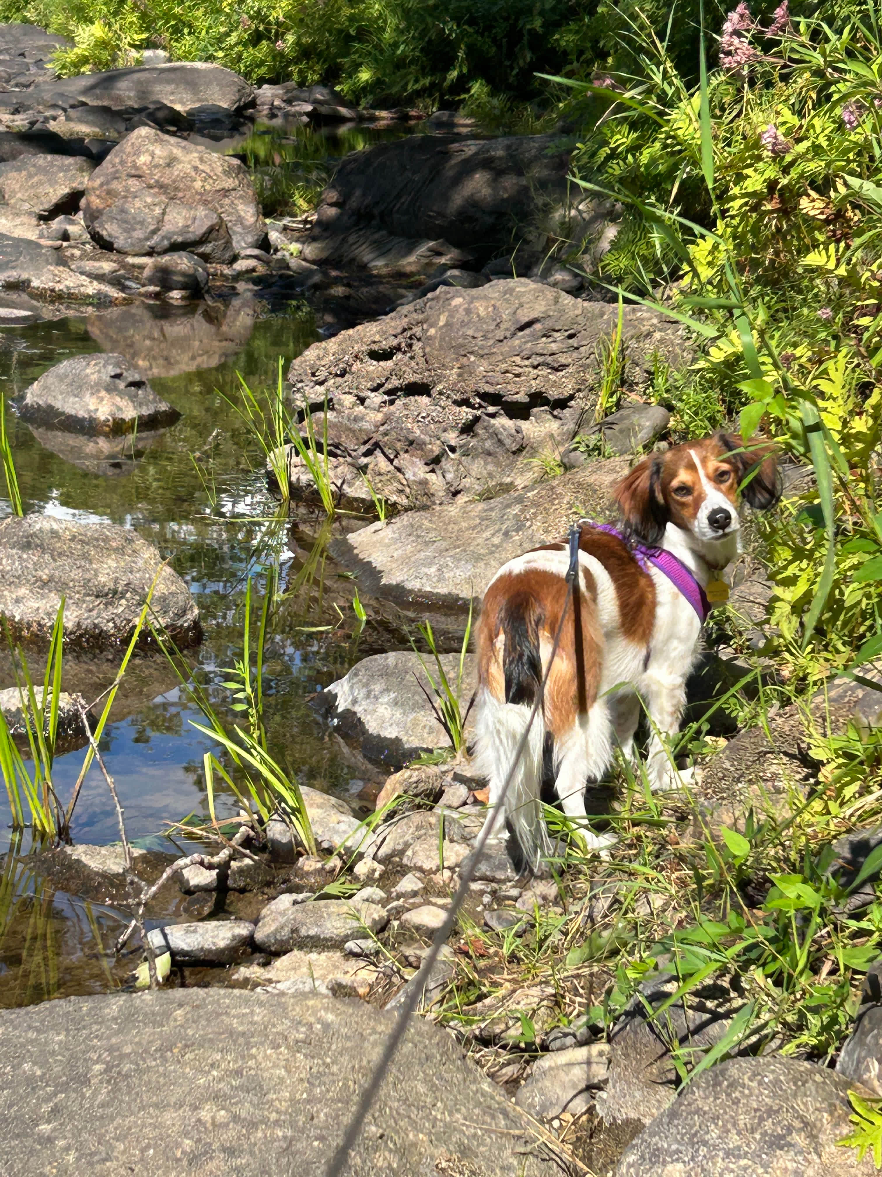 Maggie loving camping life