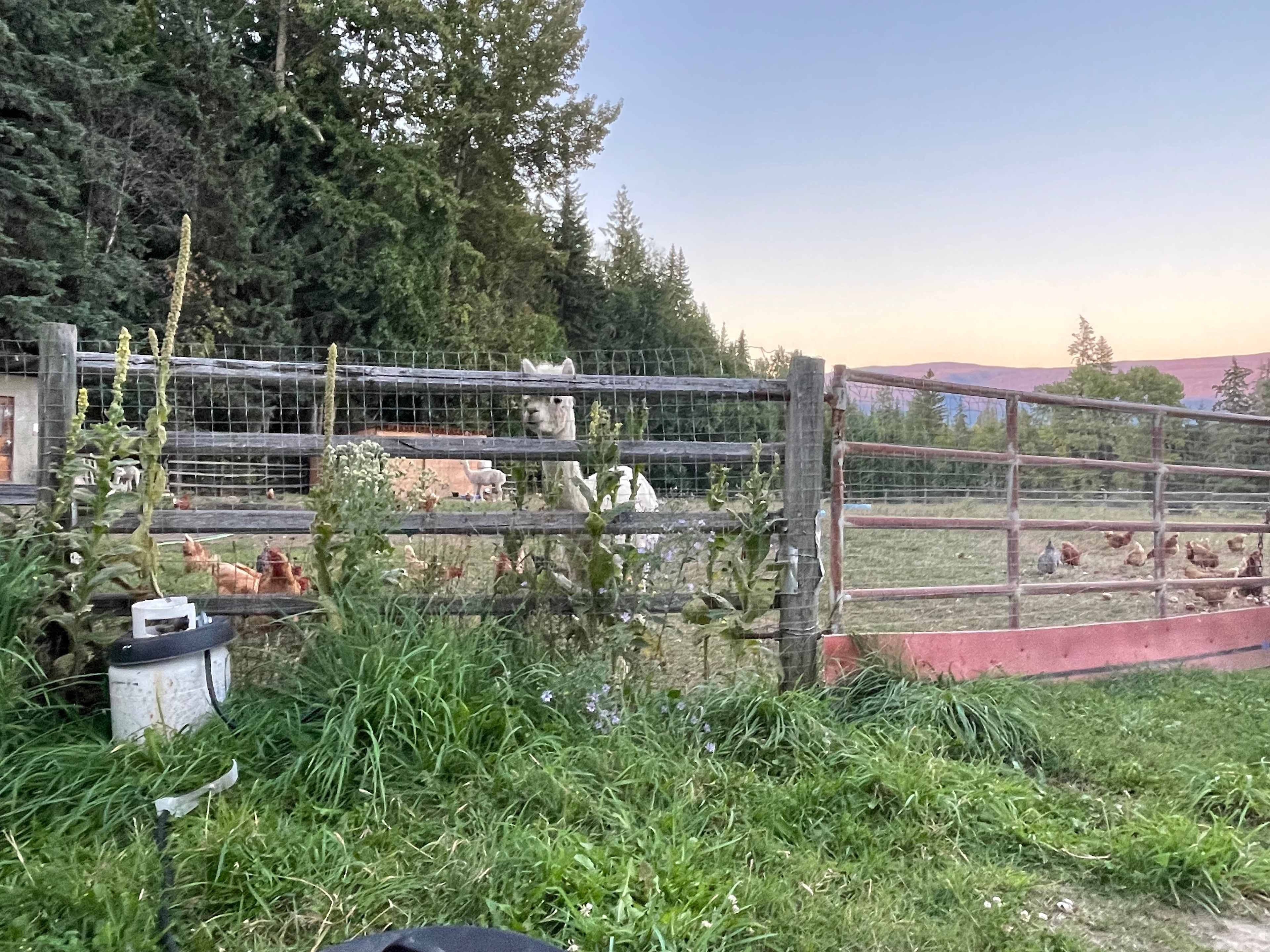 Our friend watching us cook dinner. 