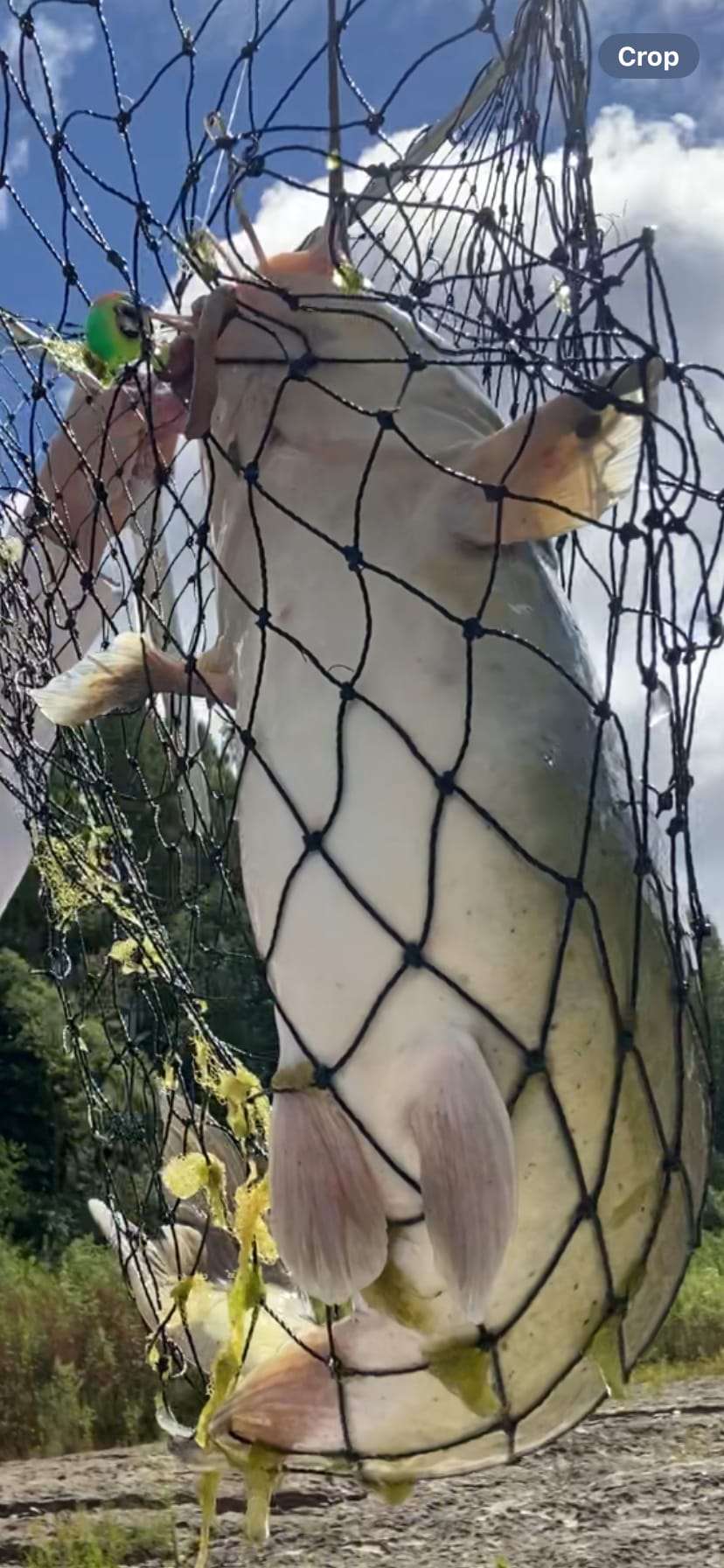 La Nation BedROCK 🤘 🏕️🔥🌲