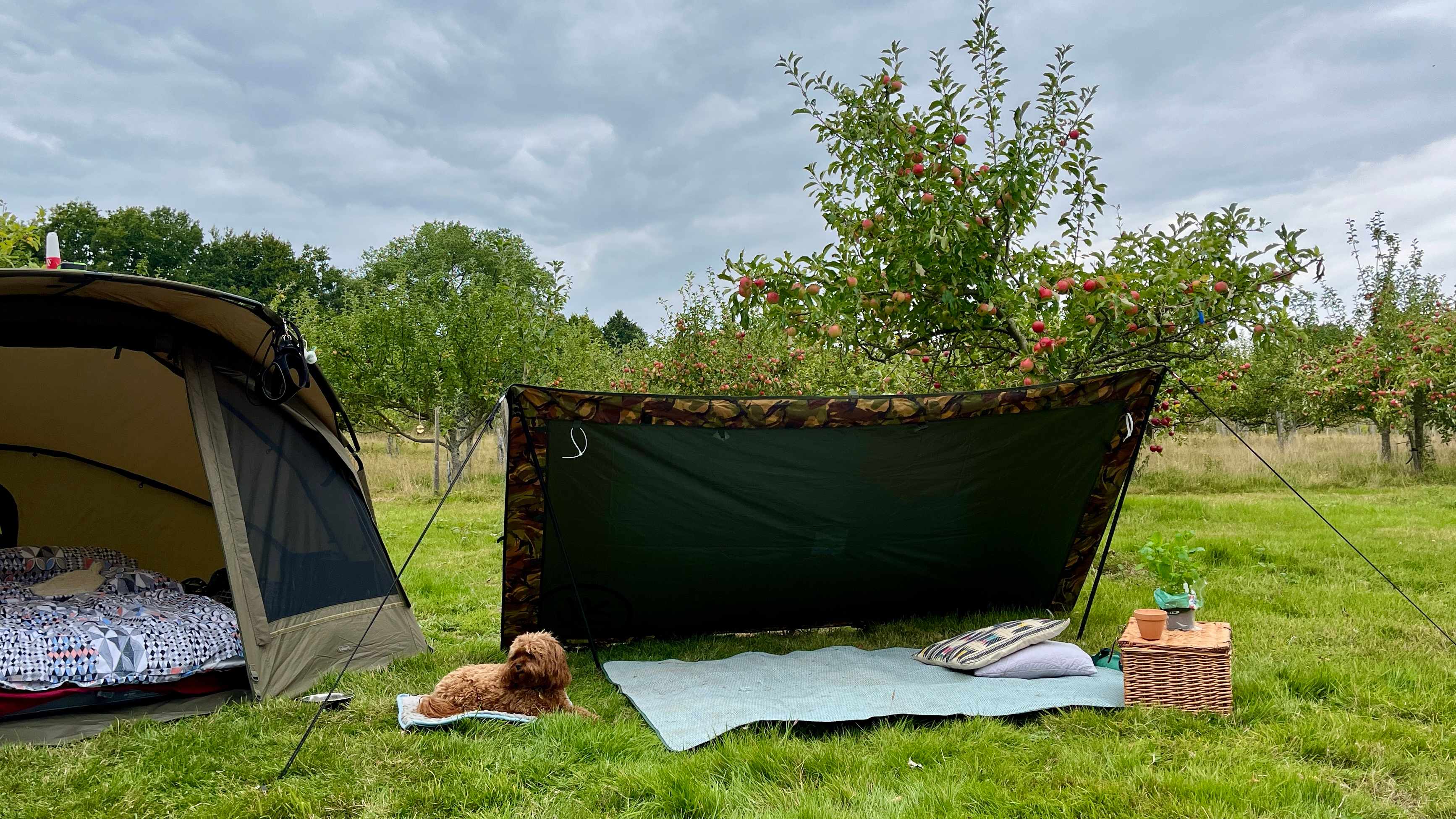 Plum Camping in May Tree Orchard