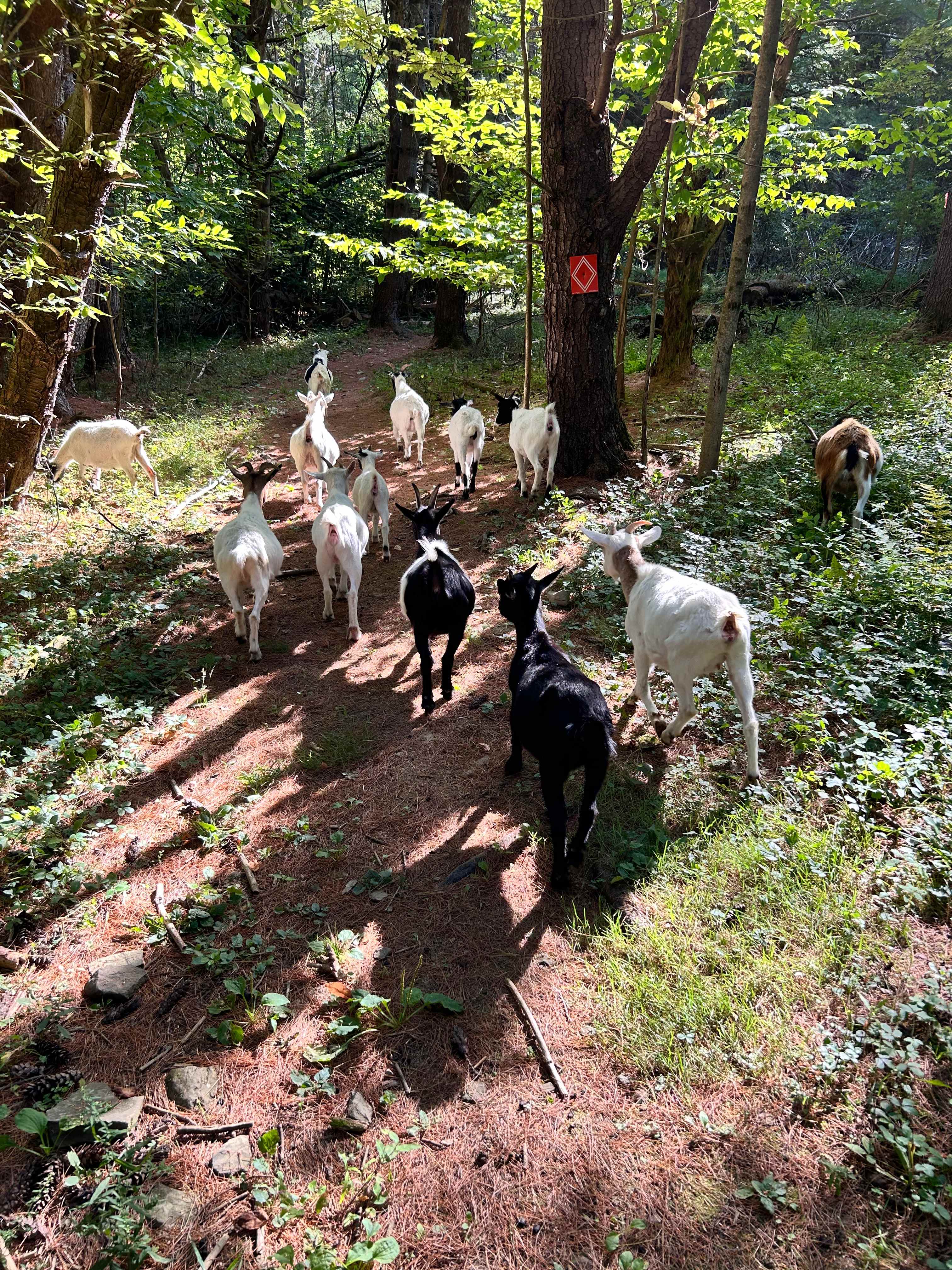 Walking with the herd