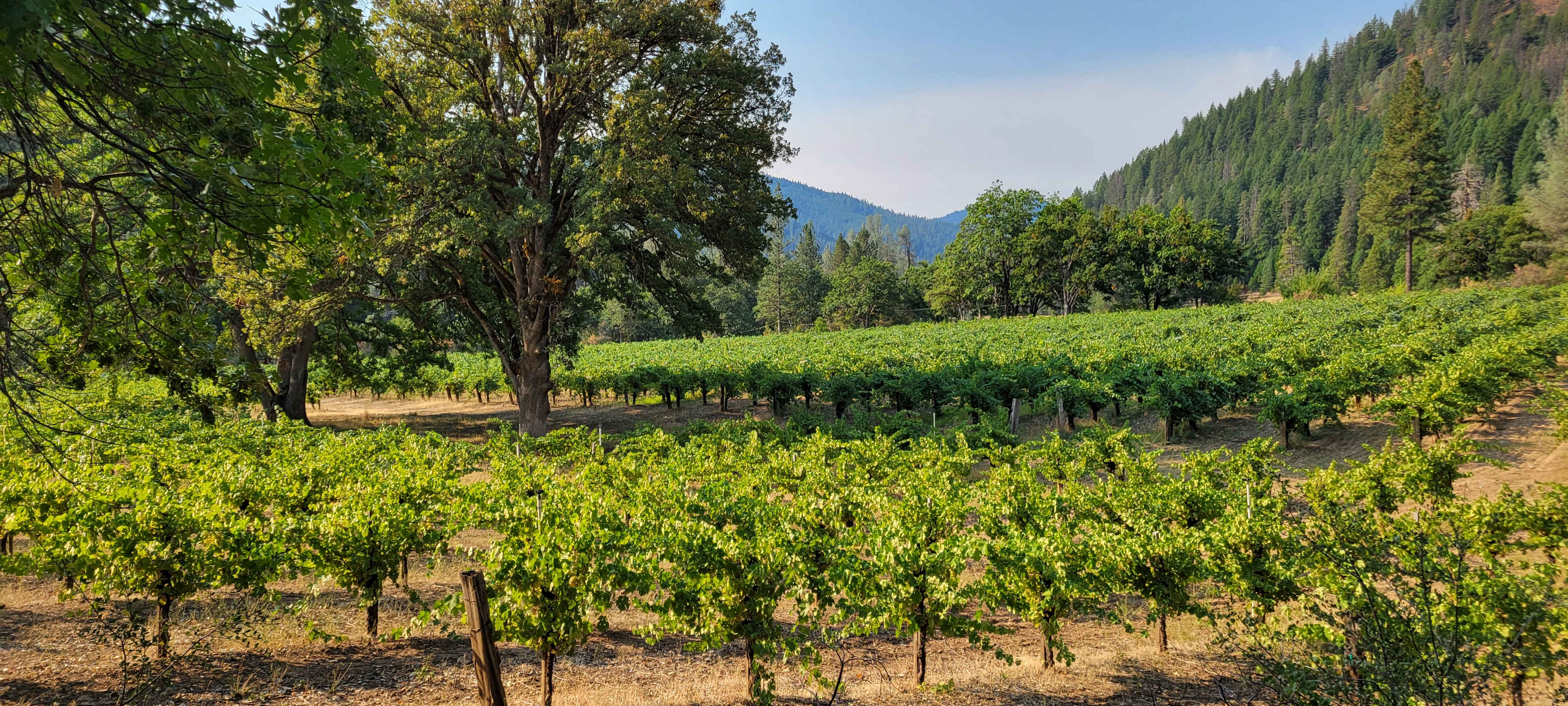 Alpen Vineyard Hideaway