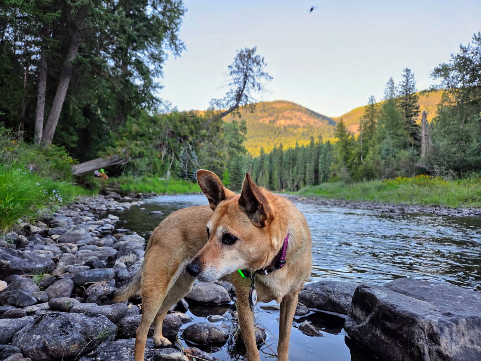 Our oldest pupper cools off.