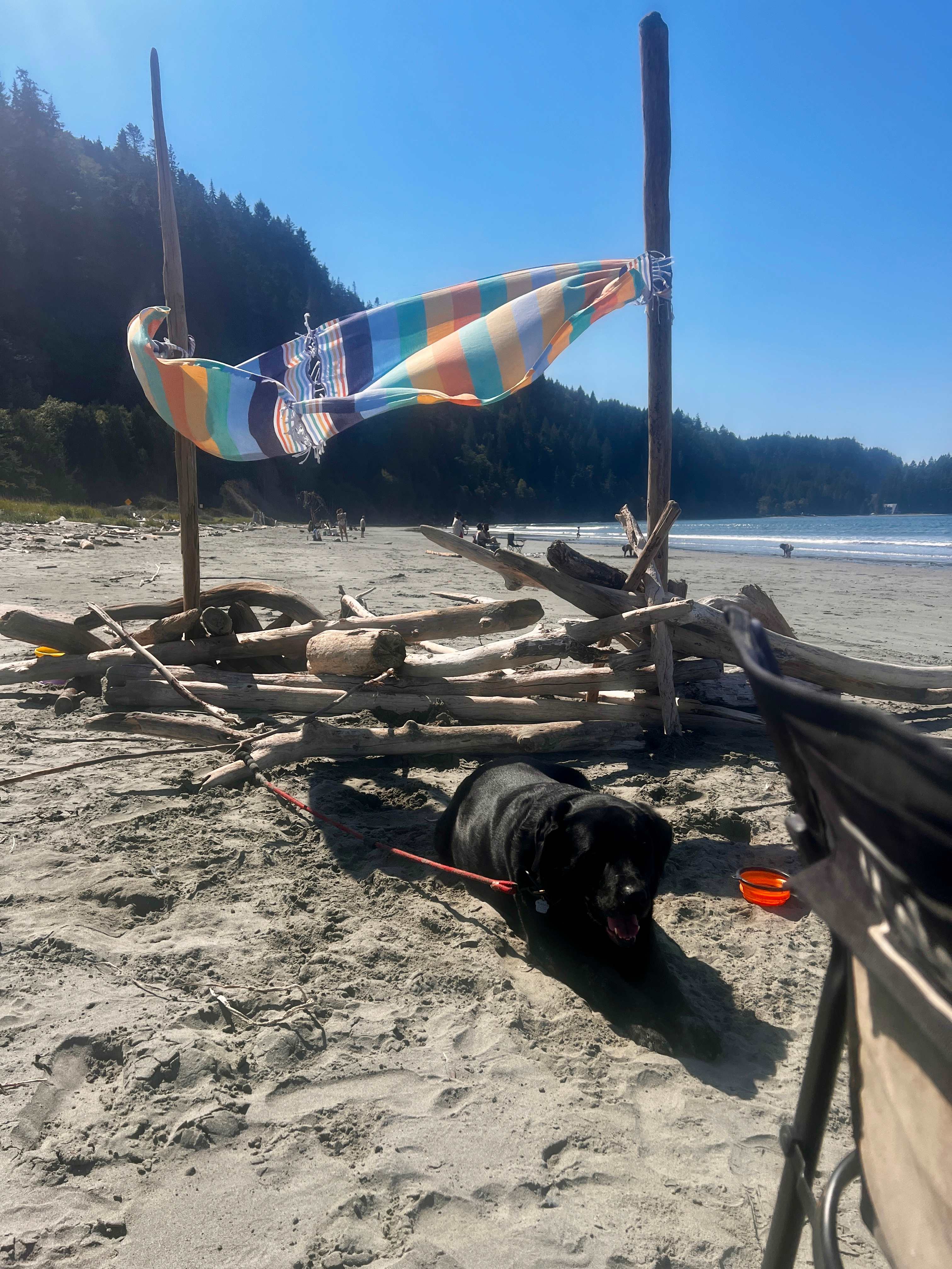 Build a driftwood shelter for the hot dog 