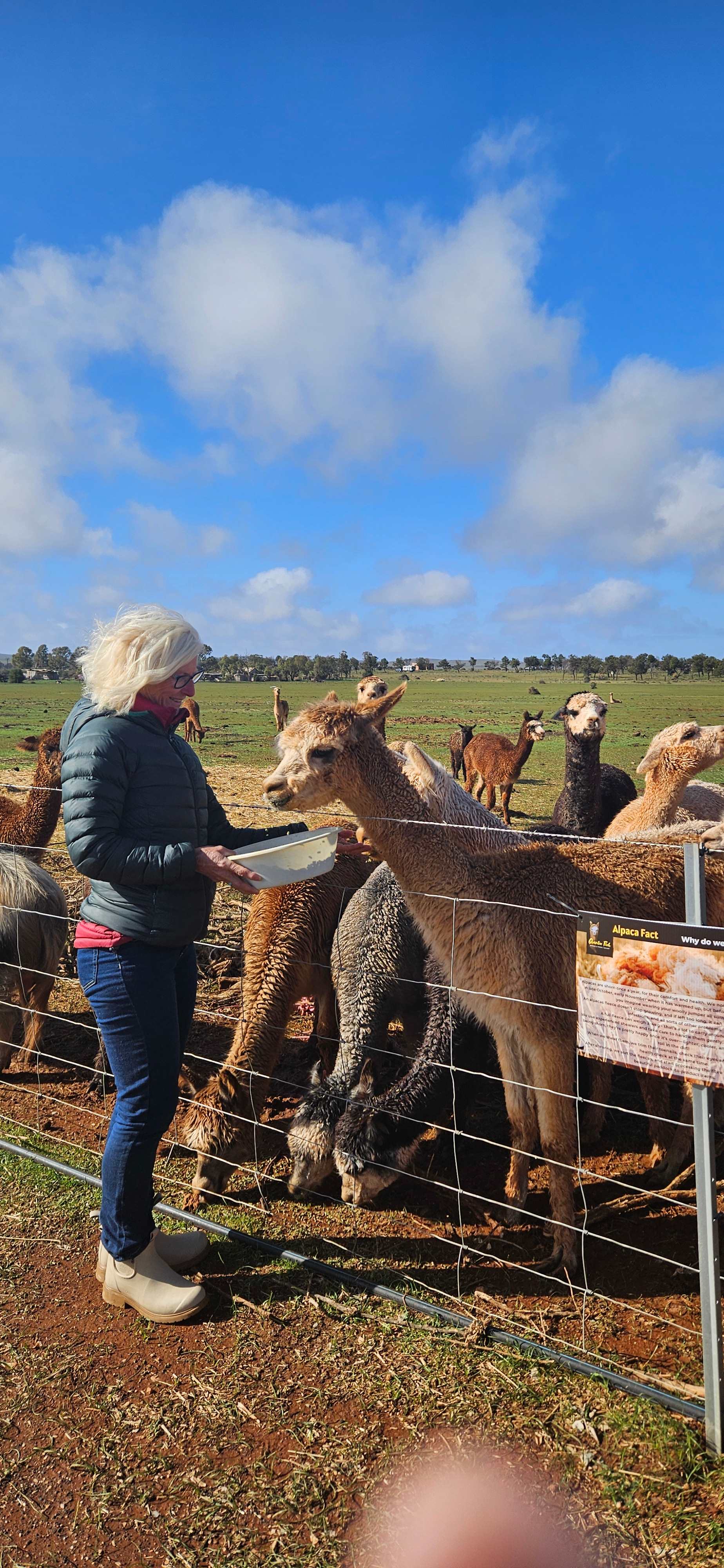 Loved meeting the Alpacas and Llamas 