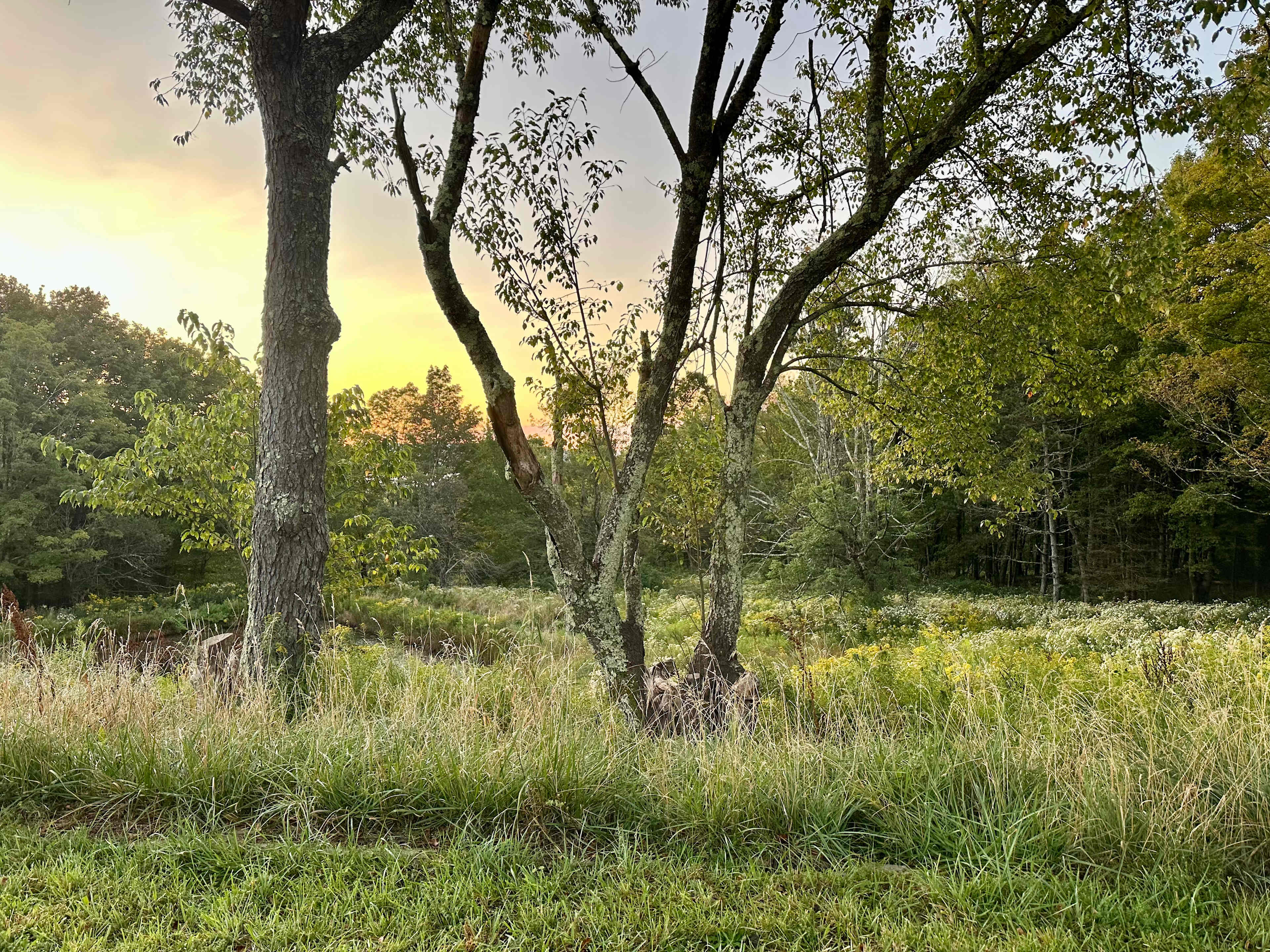 Catskills Mountain View