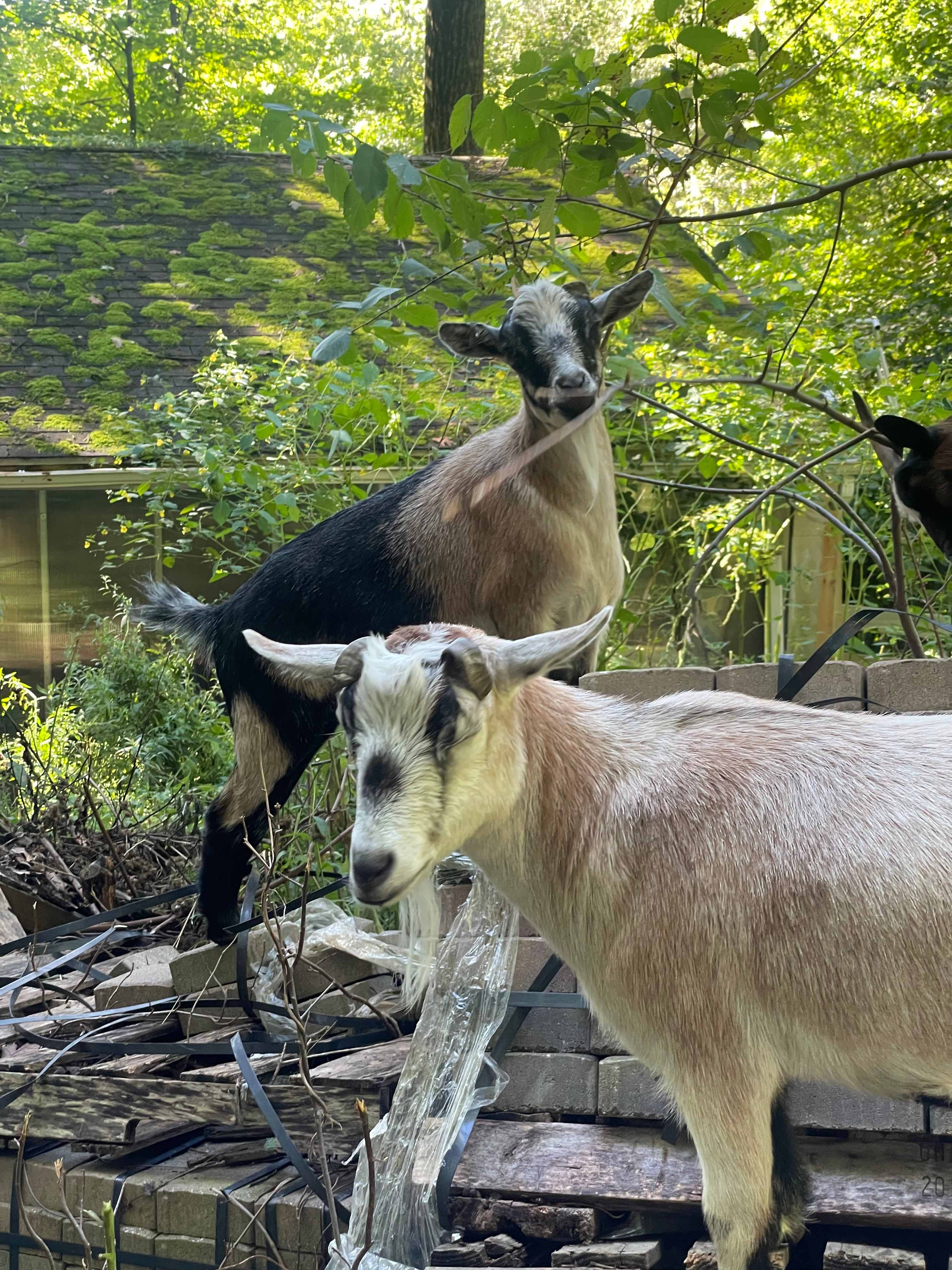 Hemlock & Hobbit Forest