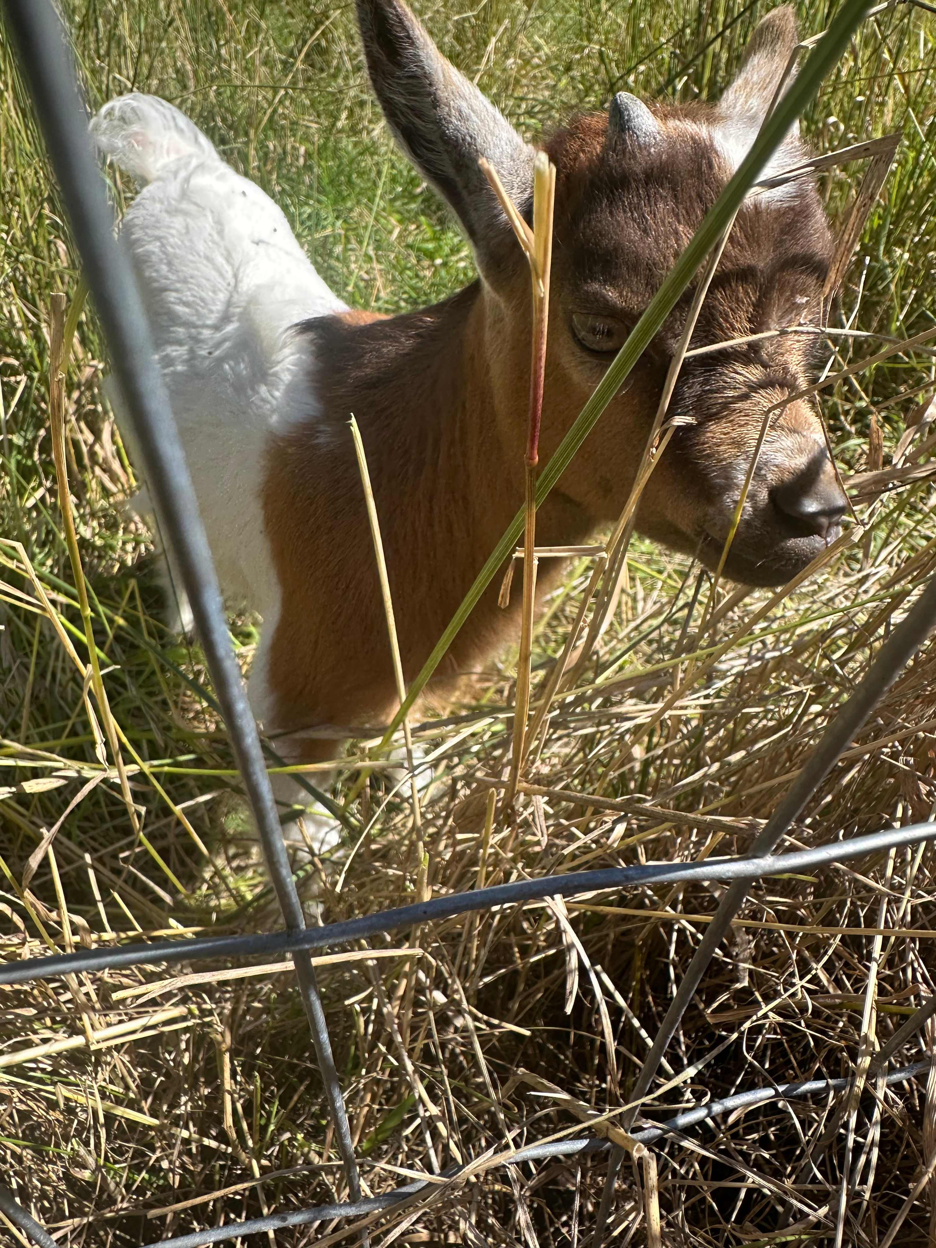Hobby Farm in Glenevis