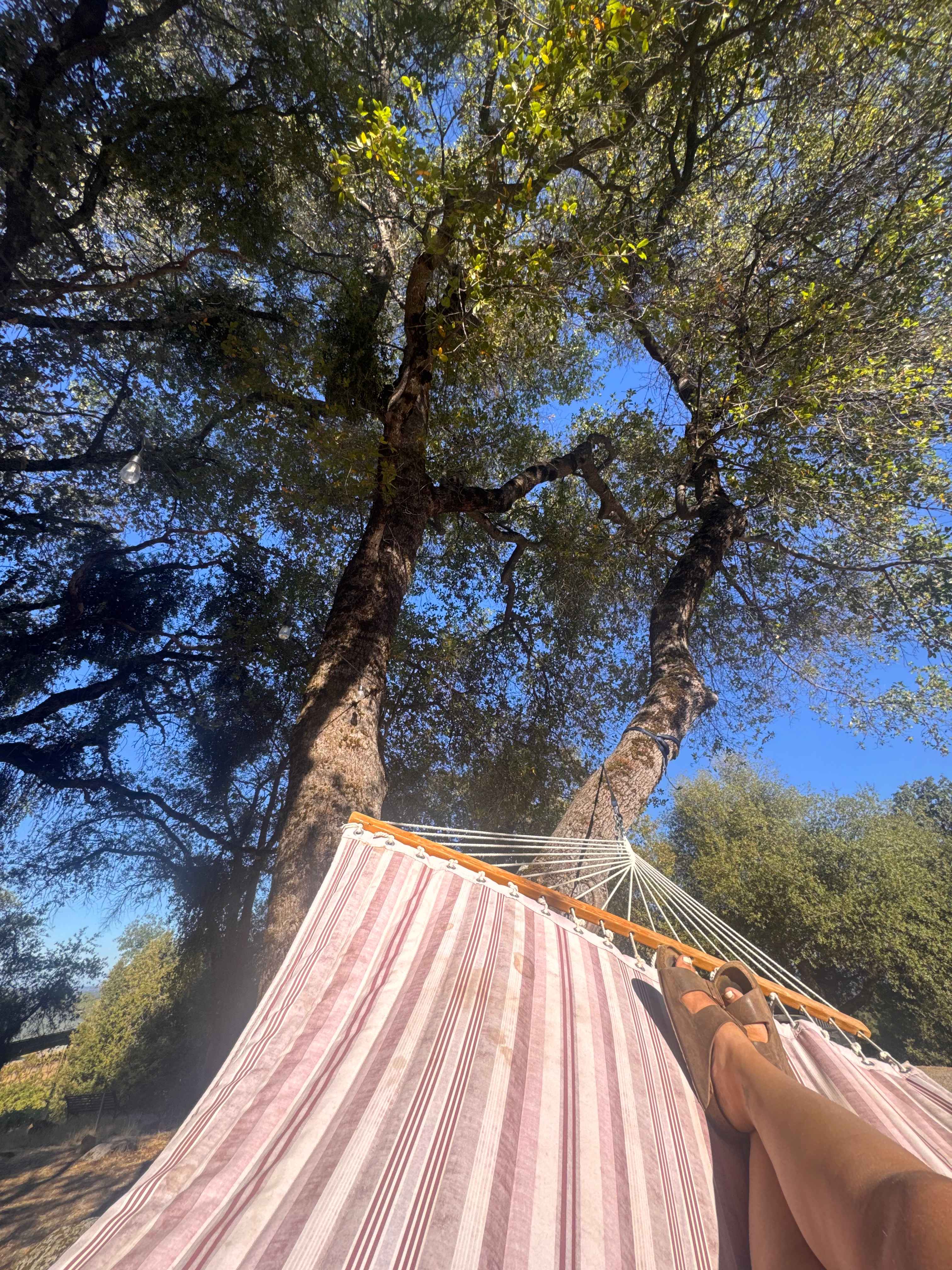 Camp 🏕 Gold Dust Vineyard