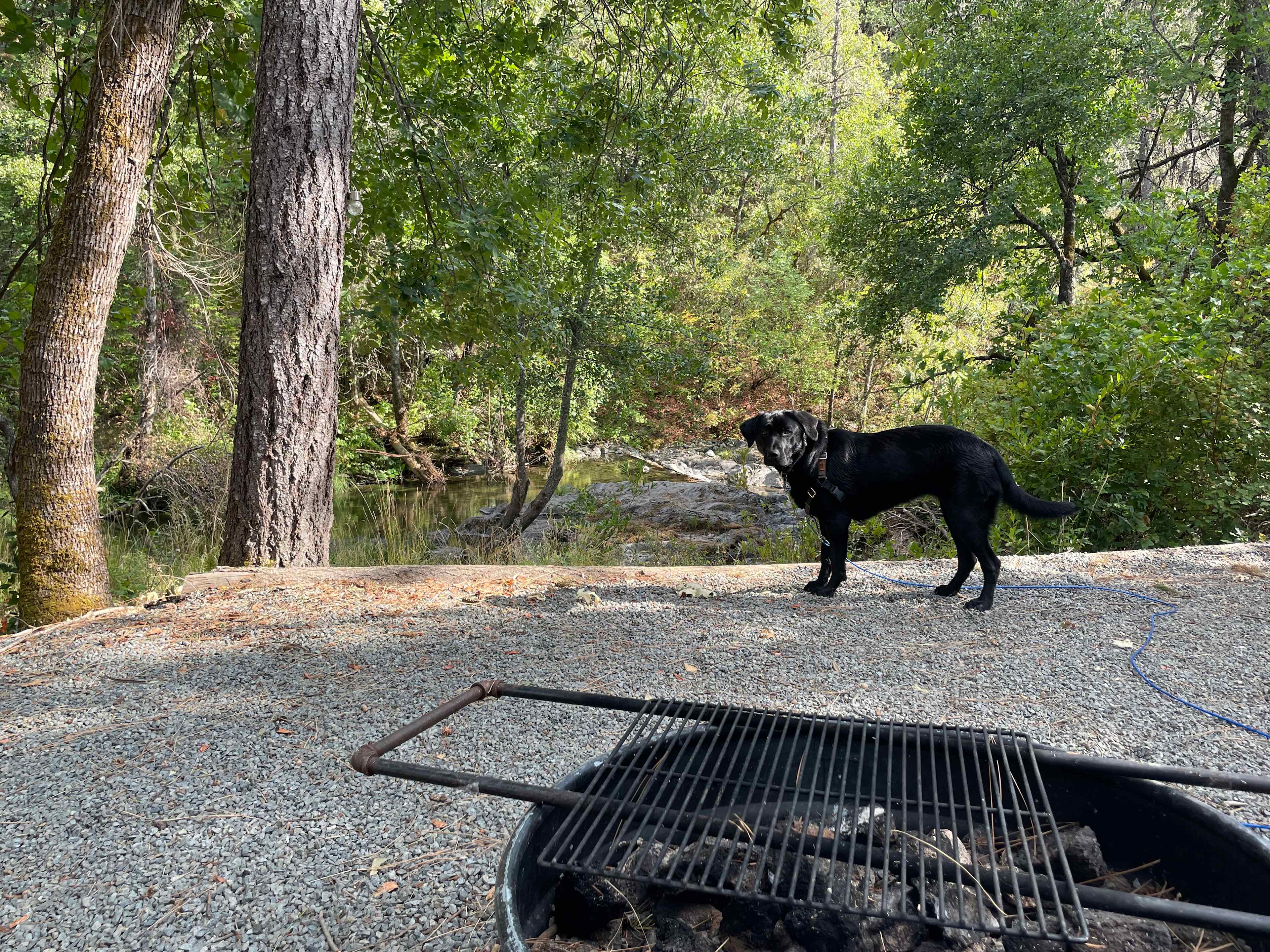 Forested creekside campsite