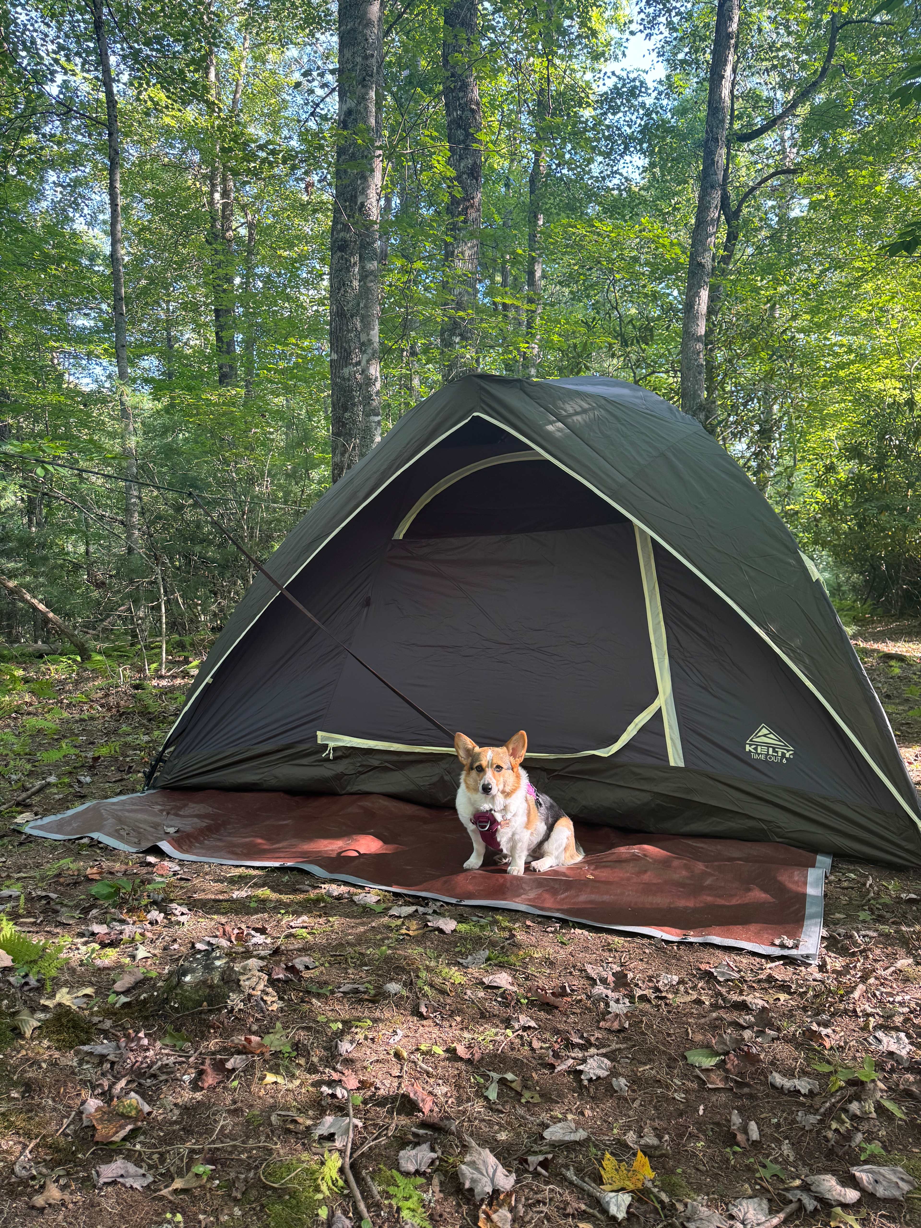Toontos first camping trip 