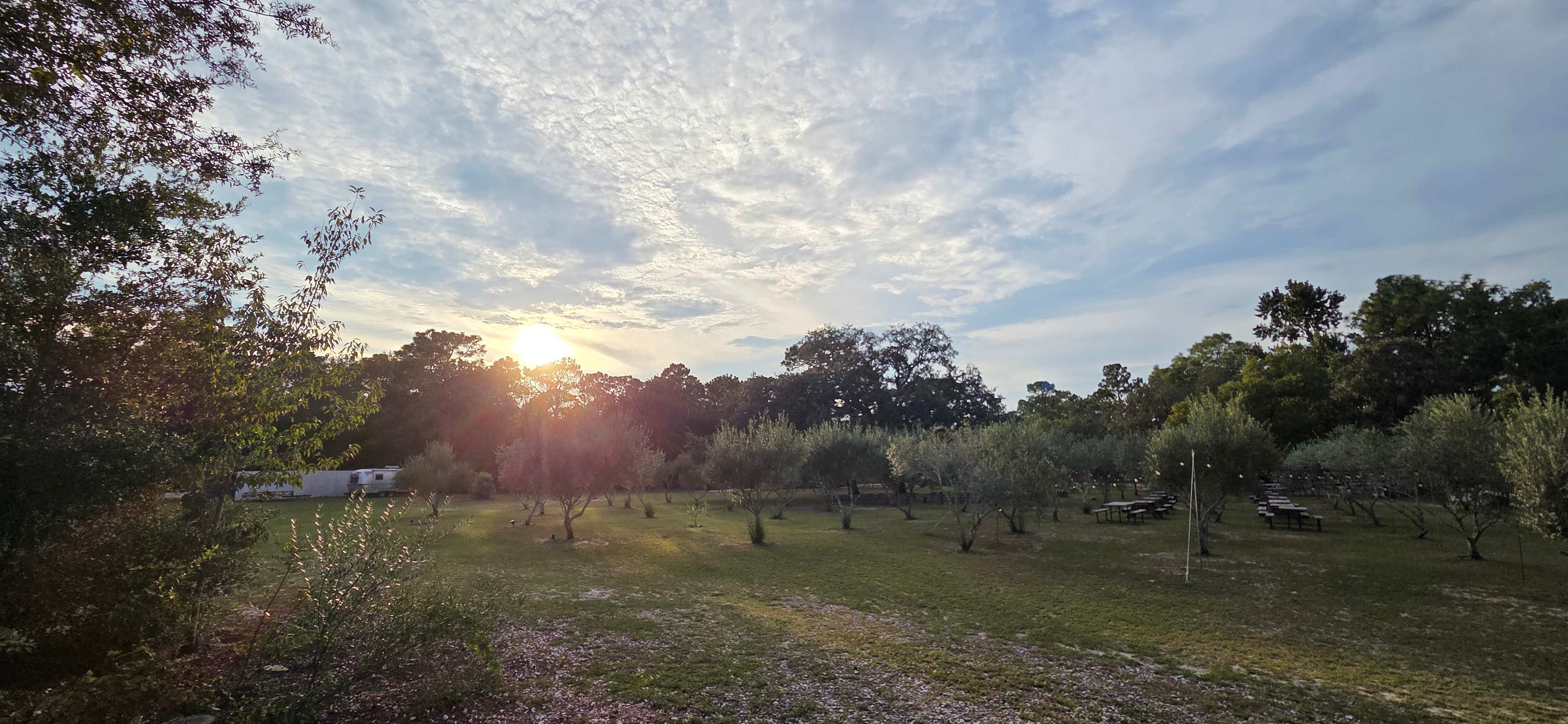The Olive Grove Cabin Tent