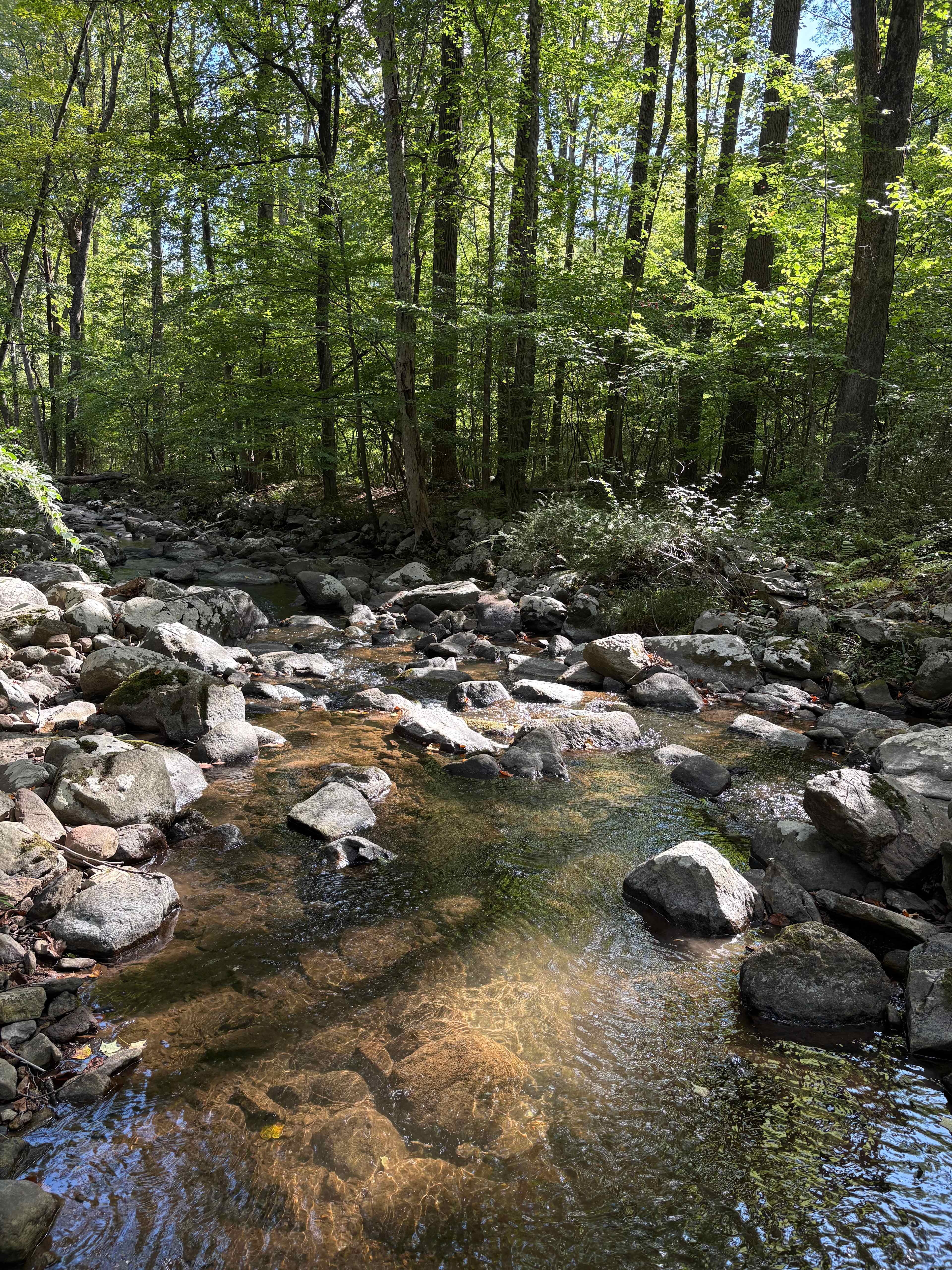 The creek is absolutely beautiful 