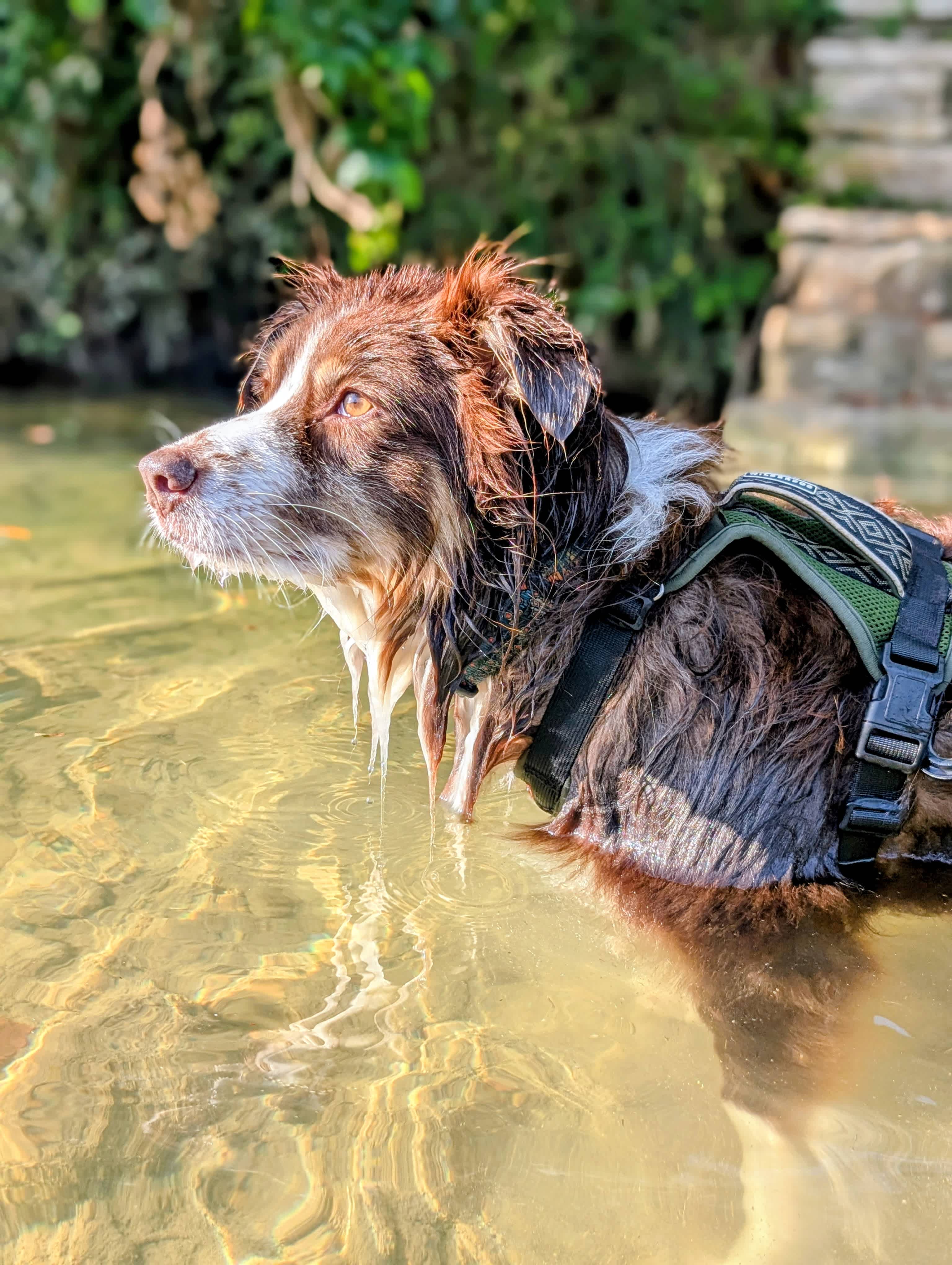 Easy access to the river with steps is appreciated by pups and owners.