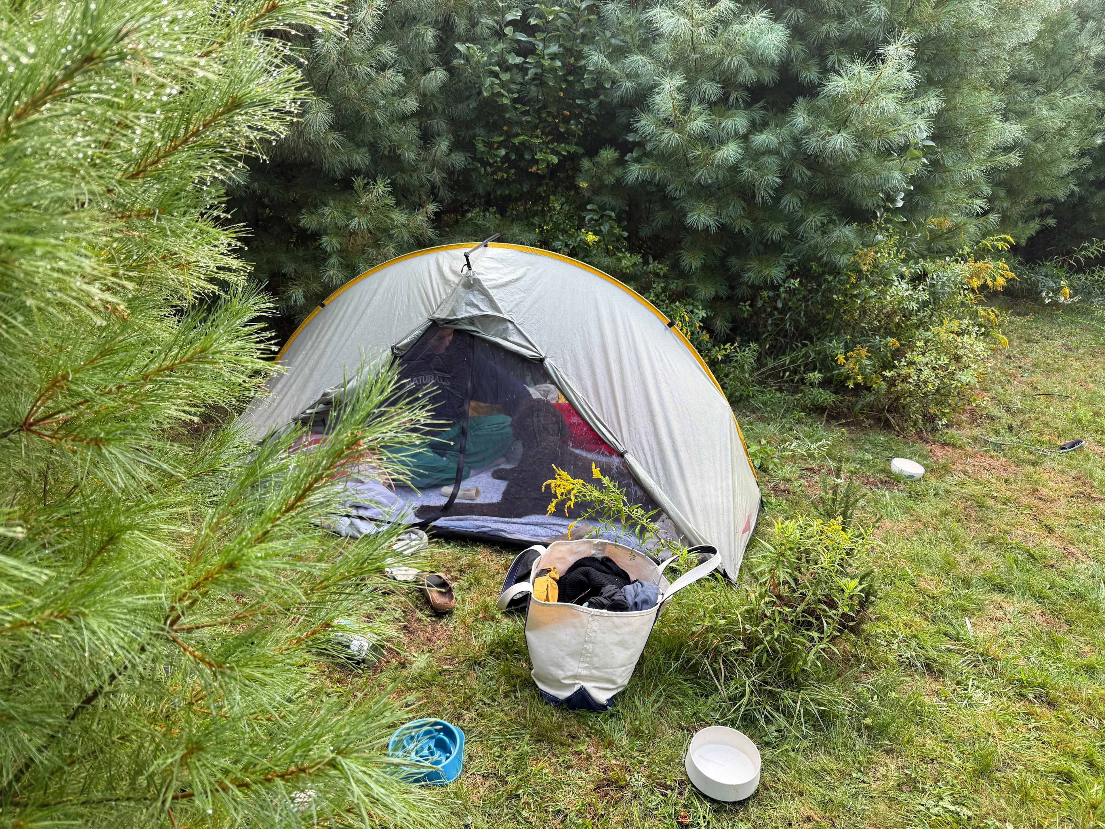 Tent tucked into the pines. Site was decently flat. 