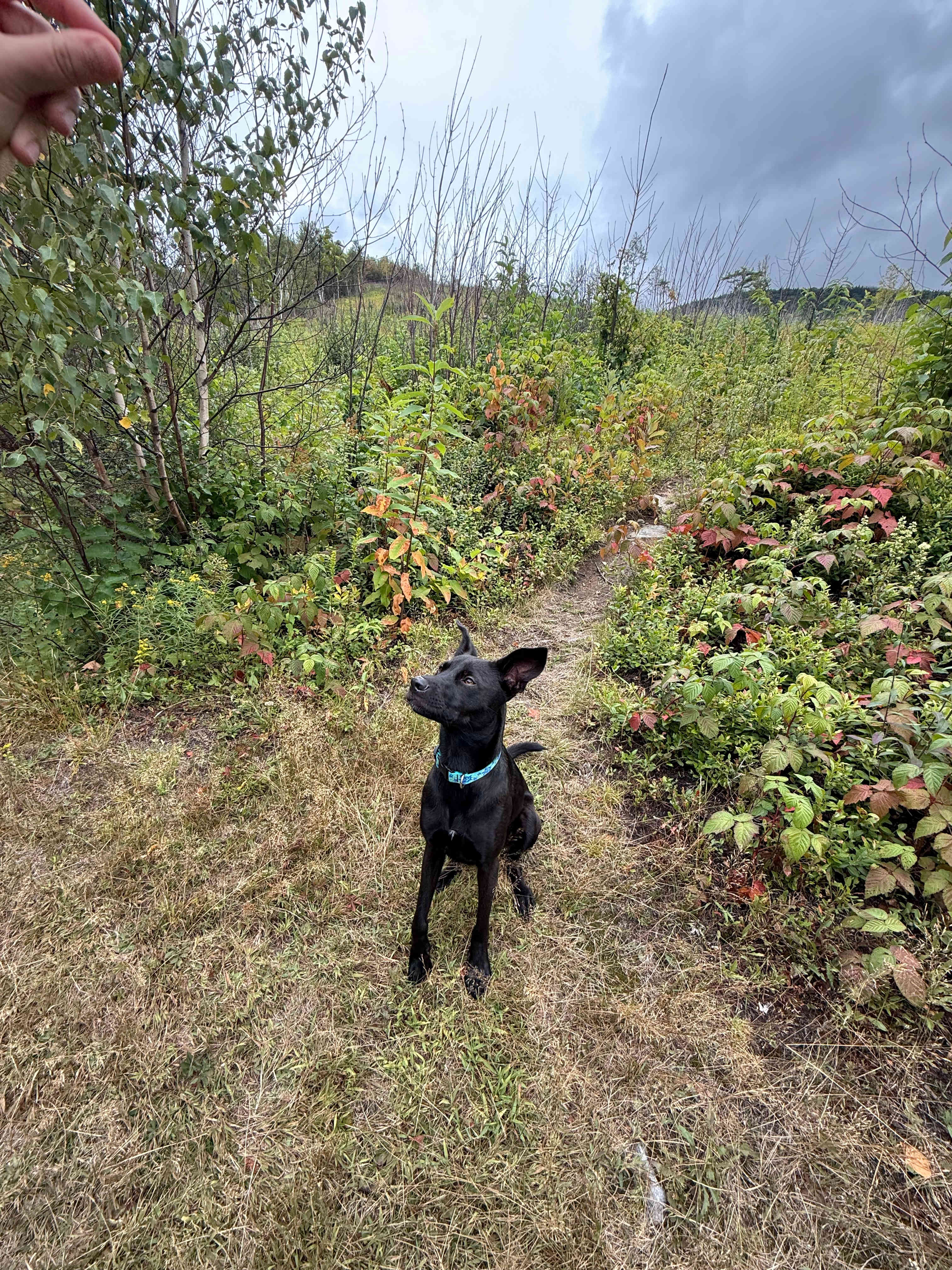 BlueberryHill  Field Camp