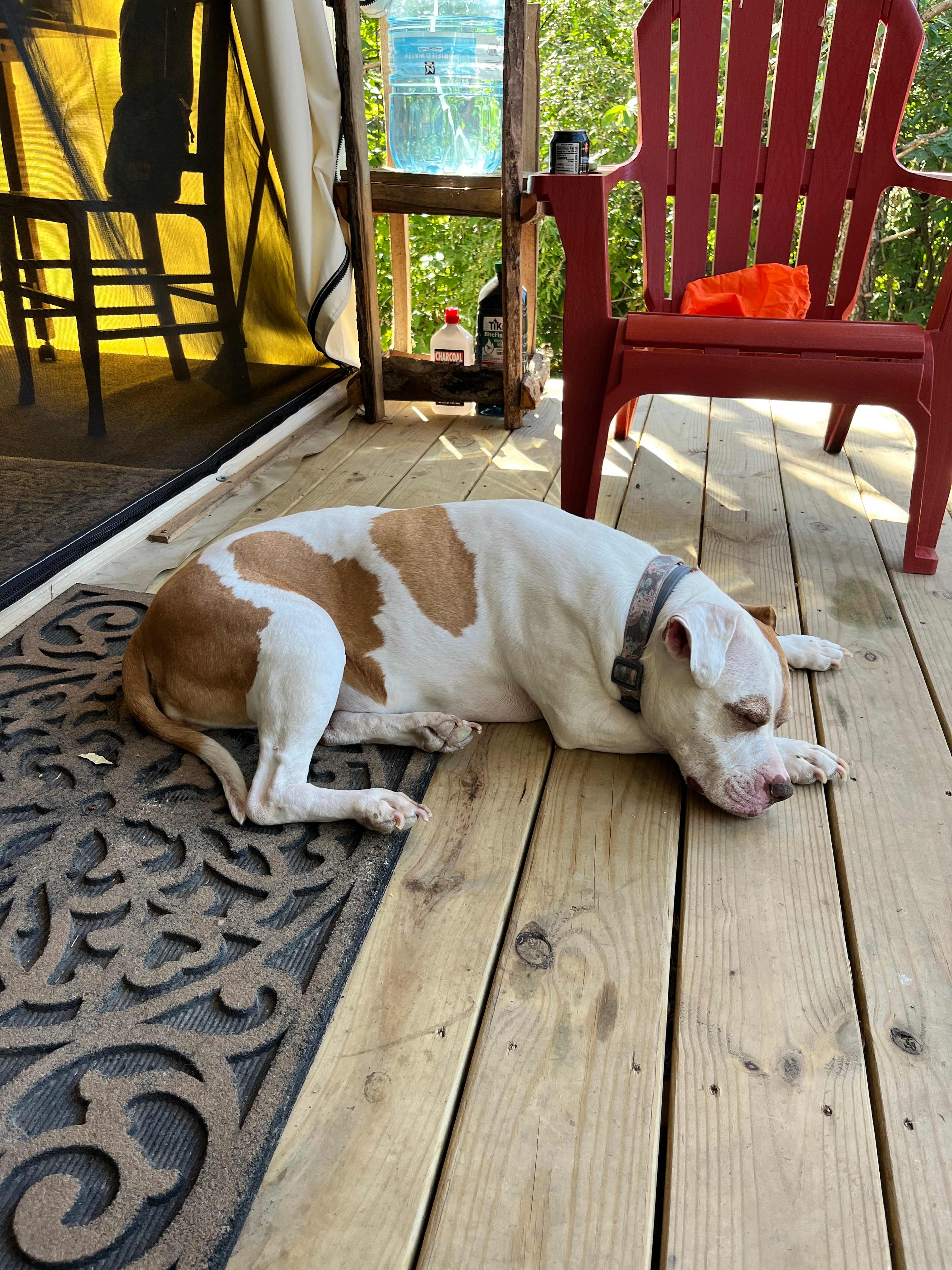 The Wild Pines Of Ohio