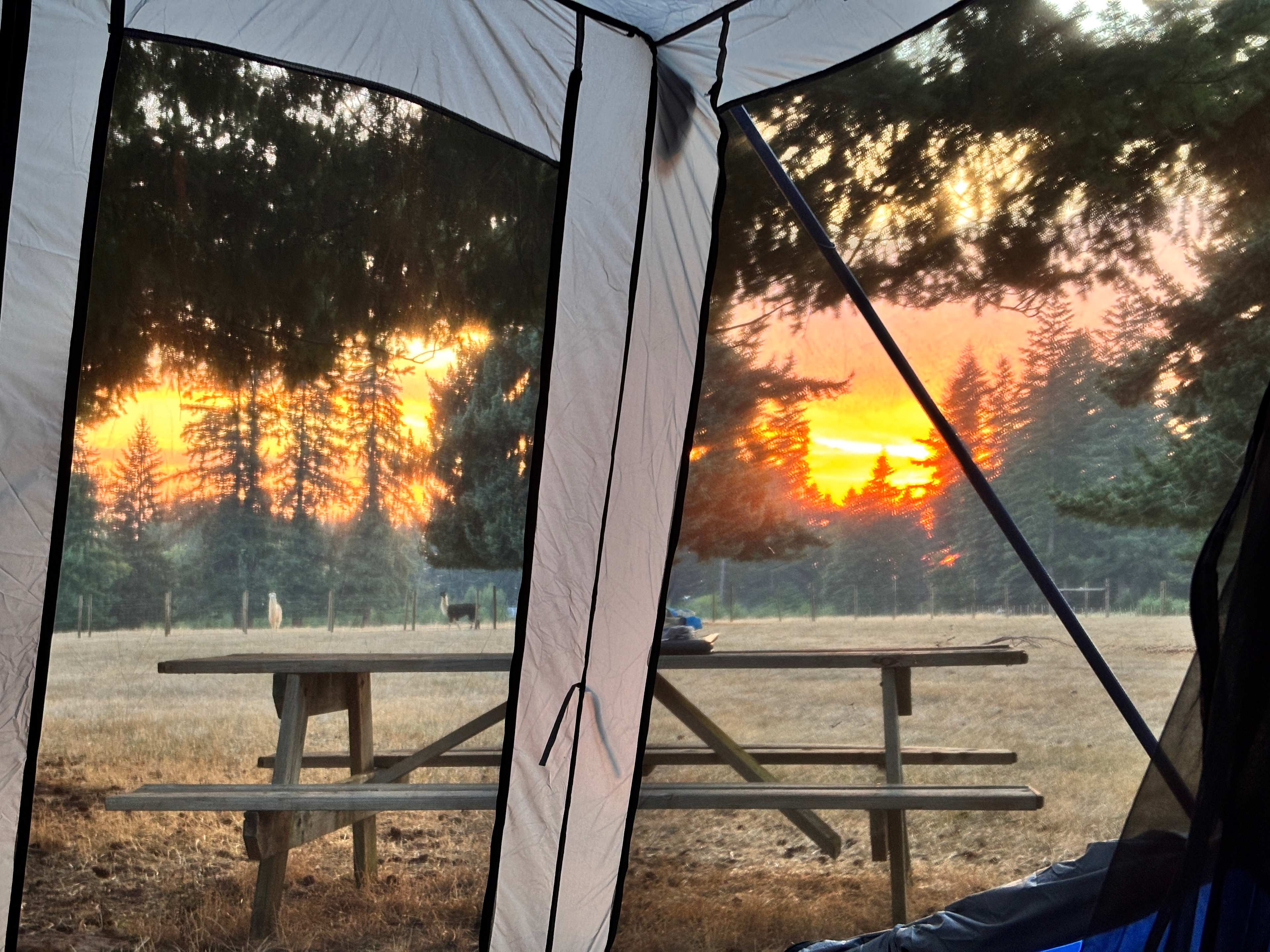 Camping with Llamas at Hidden Oaks!
