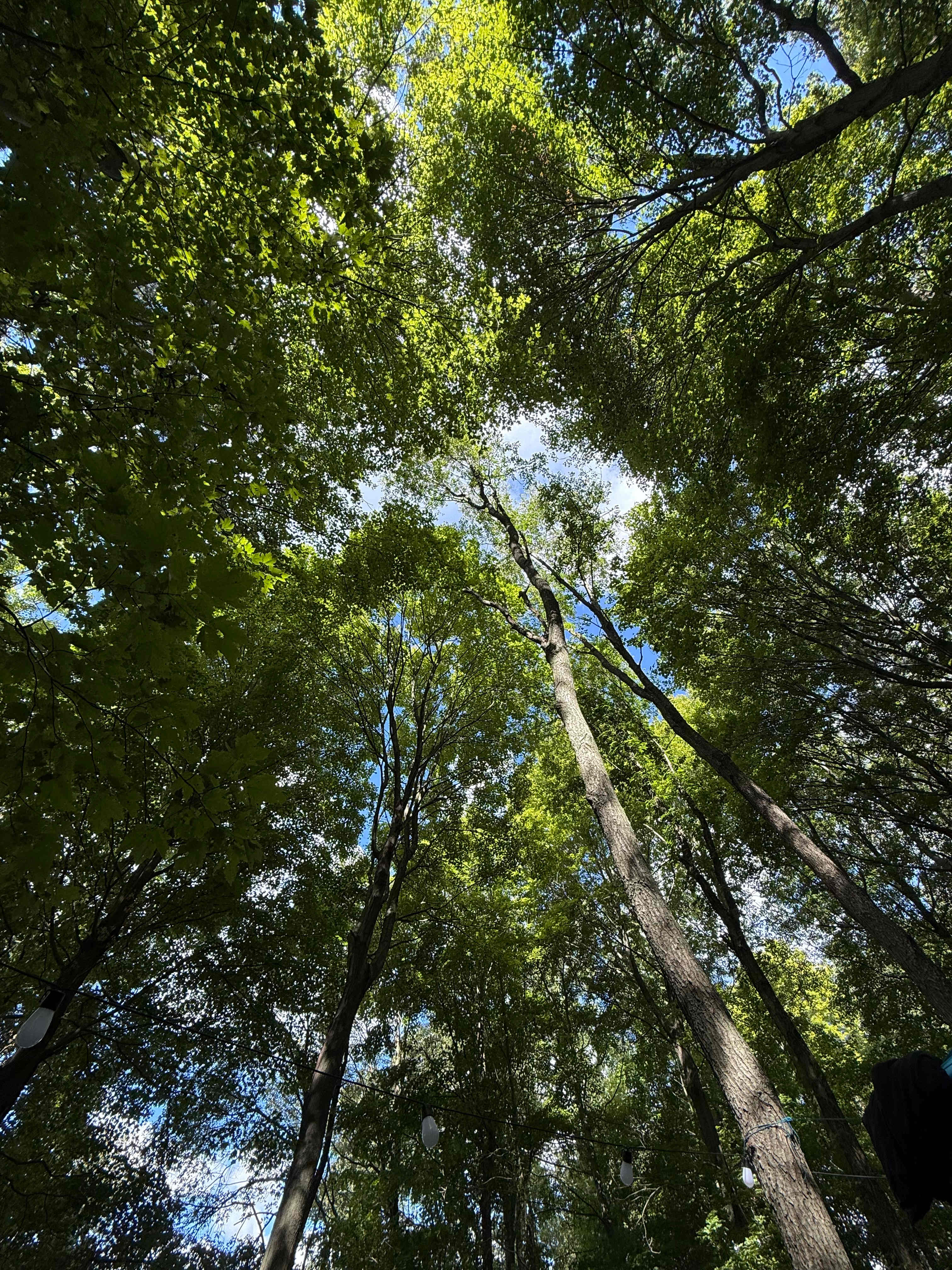 Spring Arbour Magic Forest &Trails!