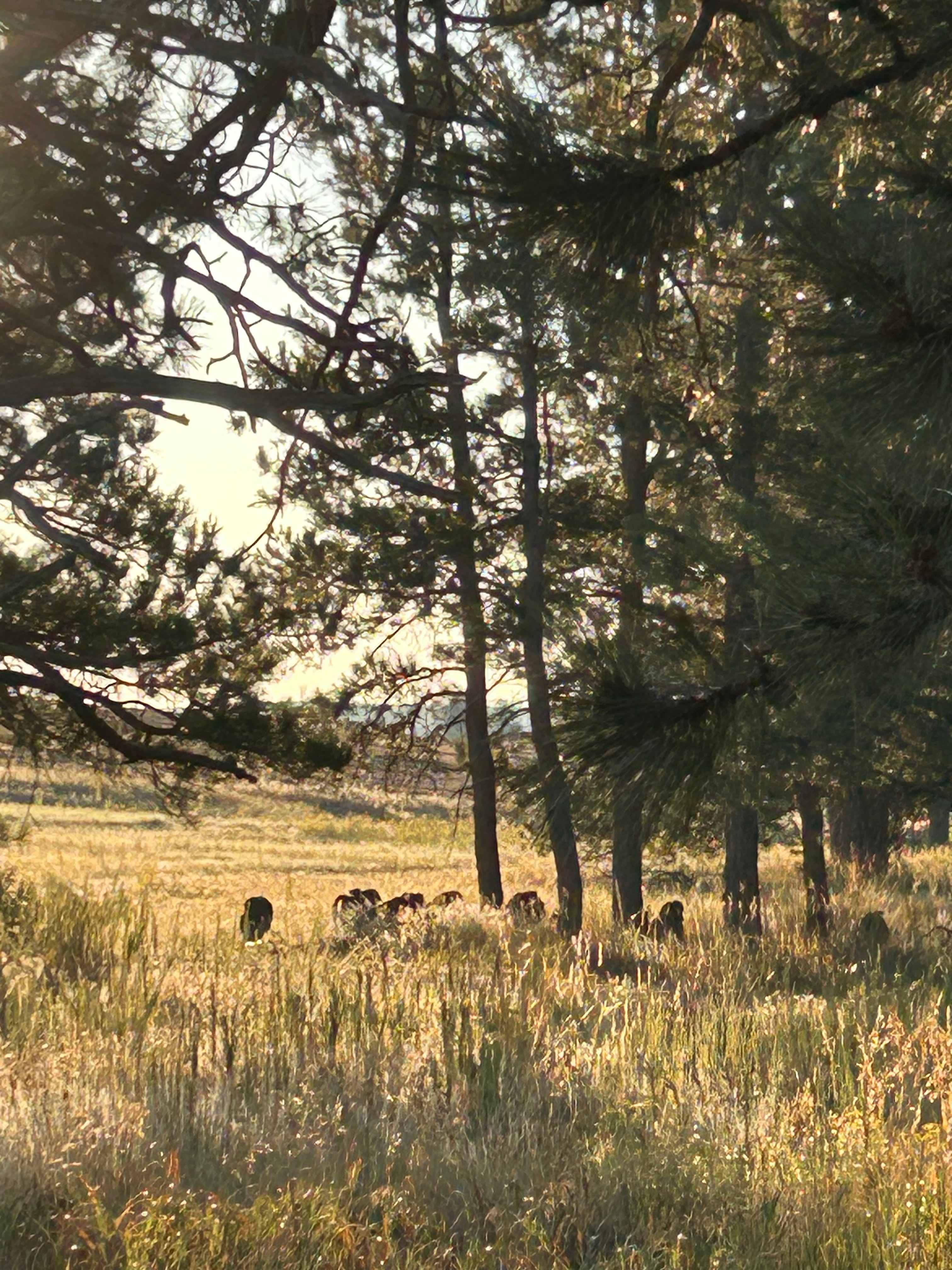 120 Acre Animal Sanctuary