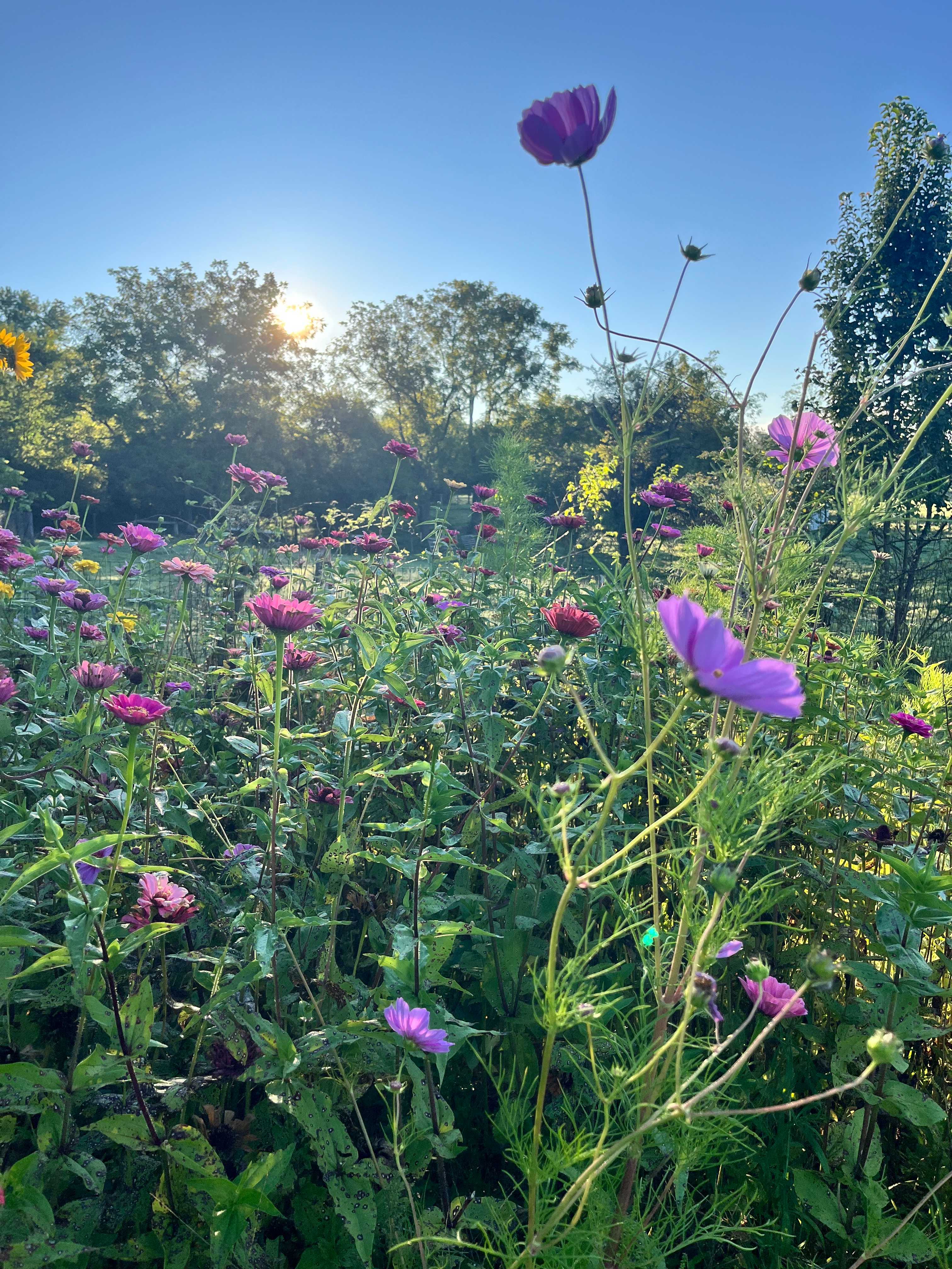 Wild flowers soaking up the morning sun 