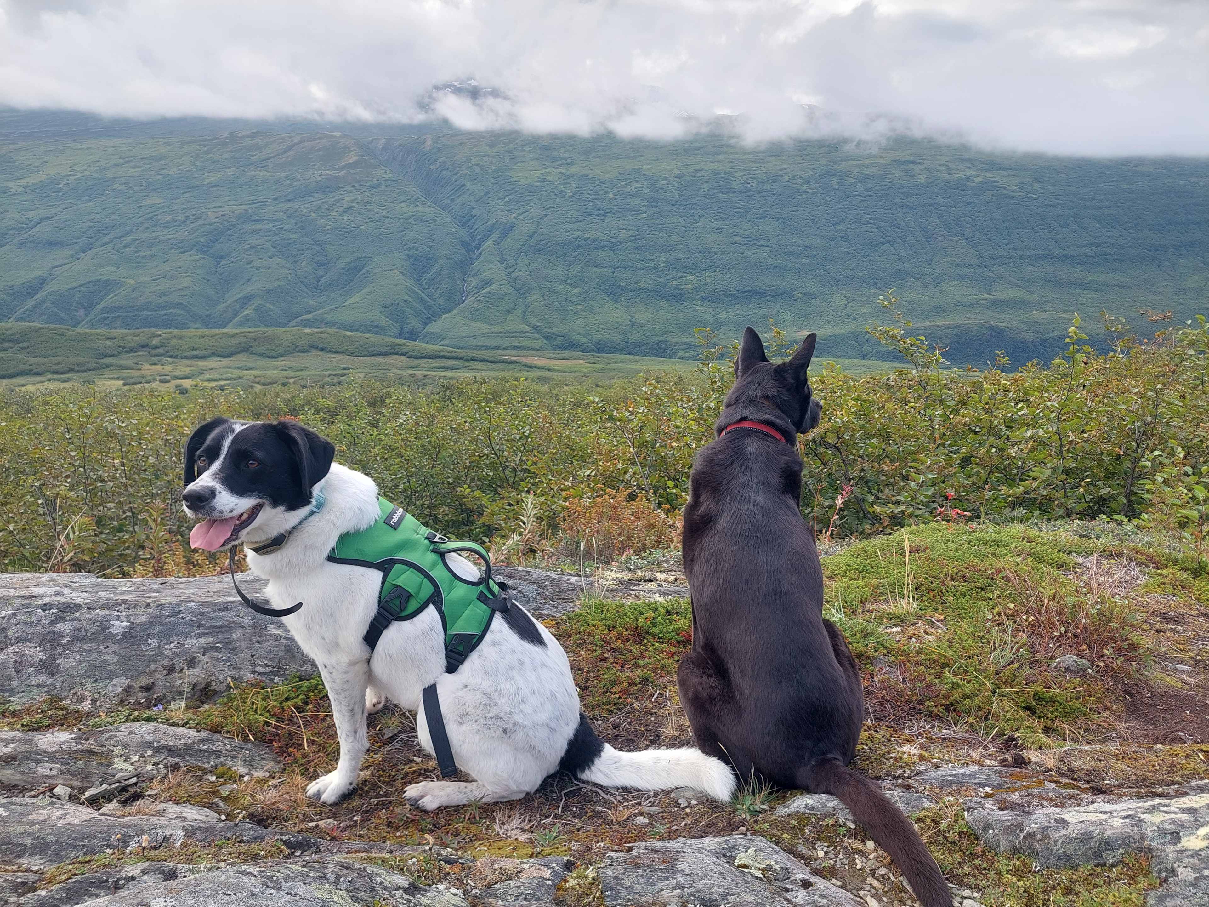 Puppers overlooking the ridge during our hike by the lake!