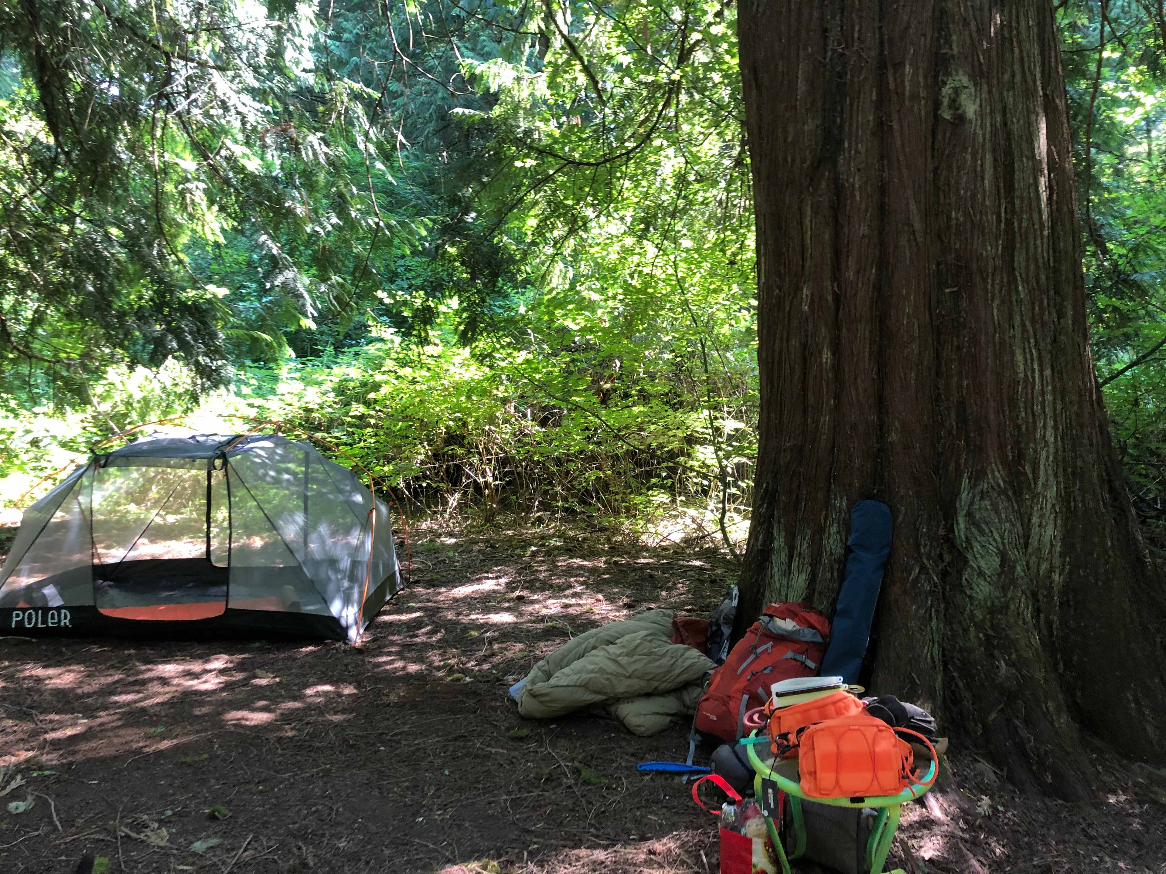 Cedar Root at Highland Butte