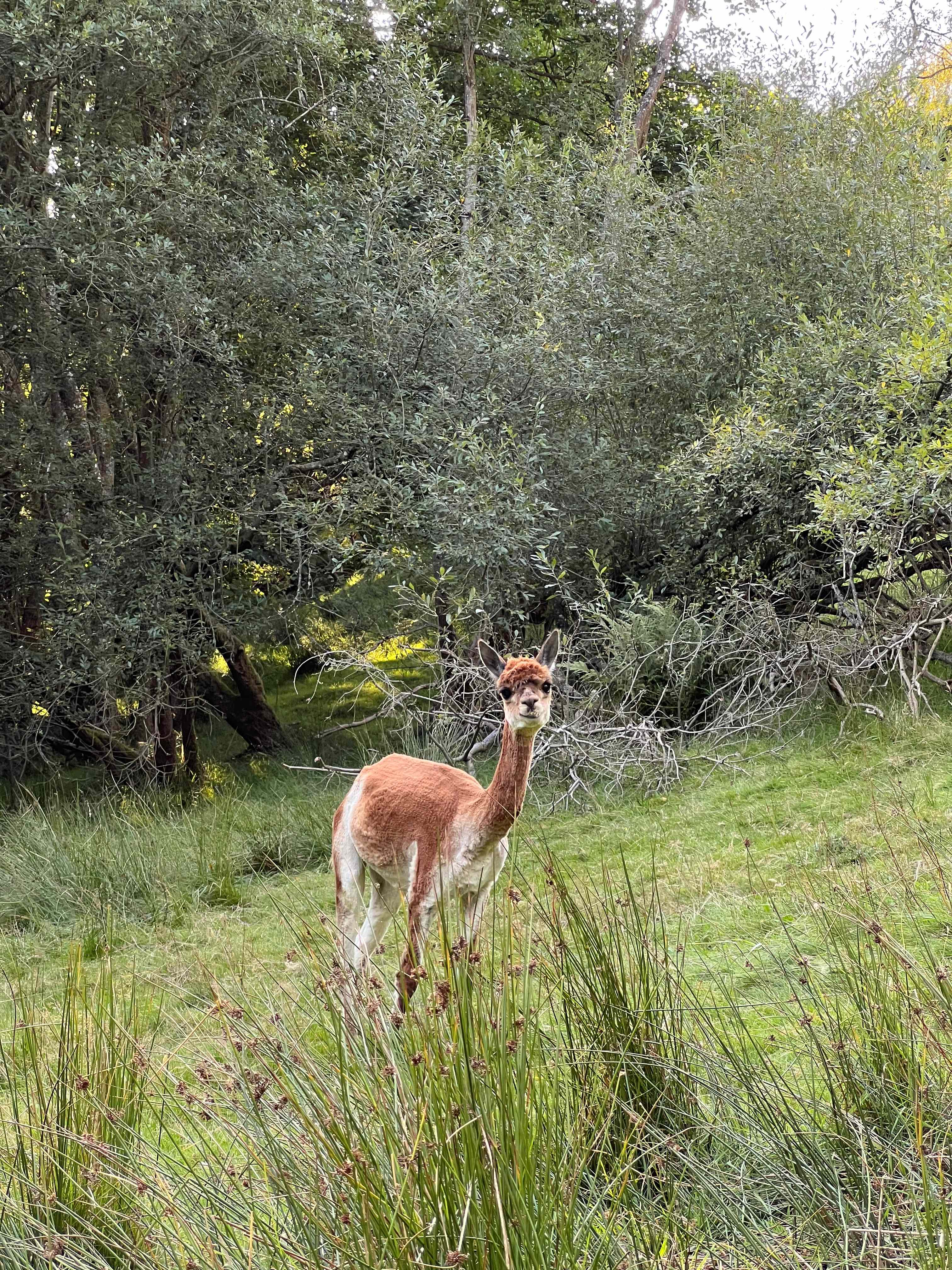 Wild Hammock Camping