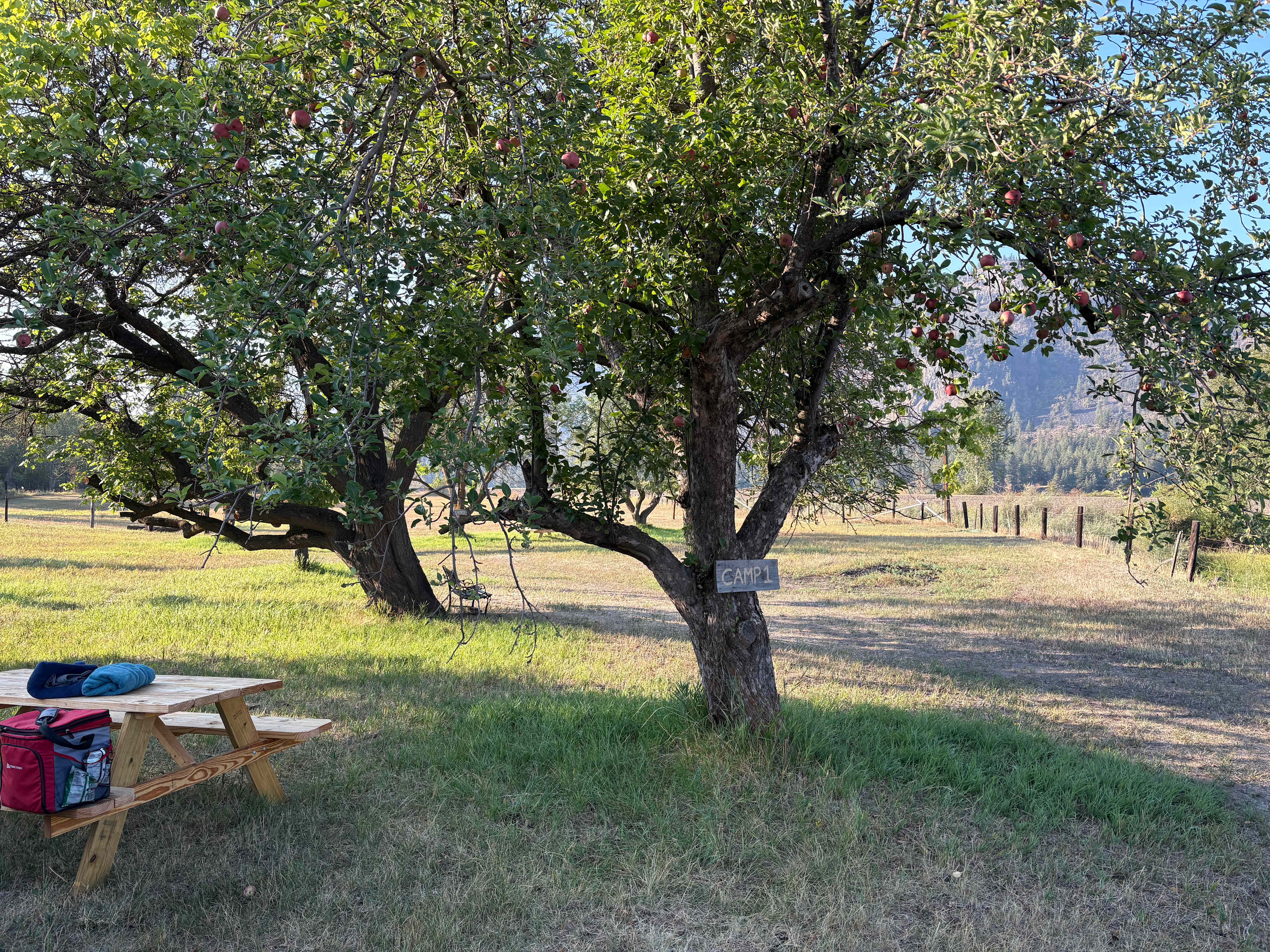 The Orchard On The Ol’ Homestead