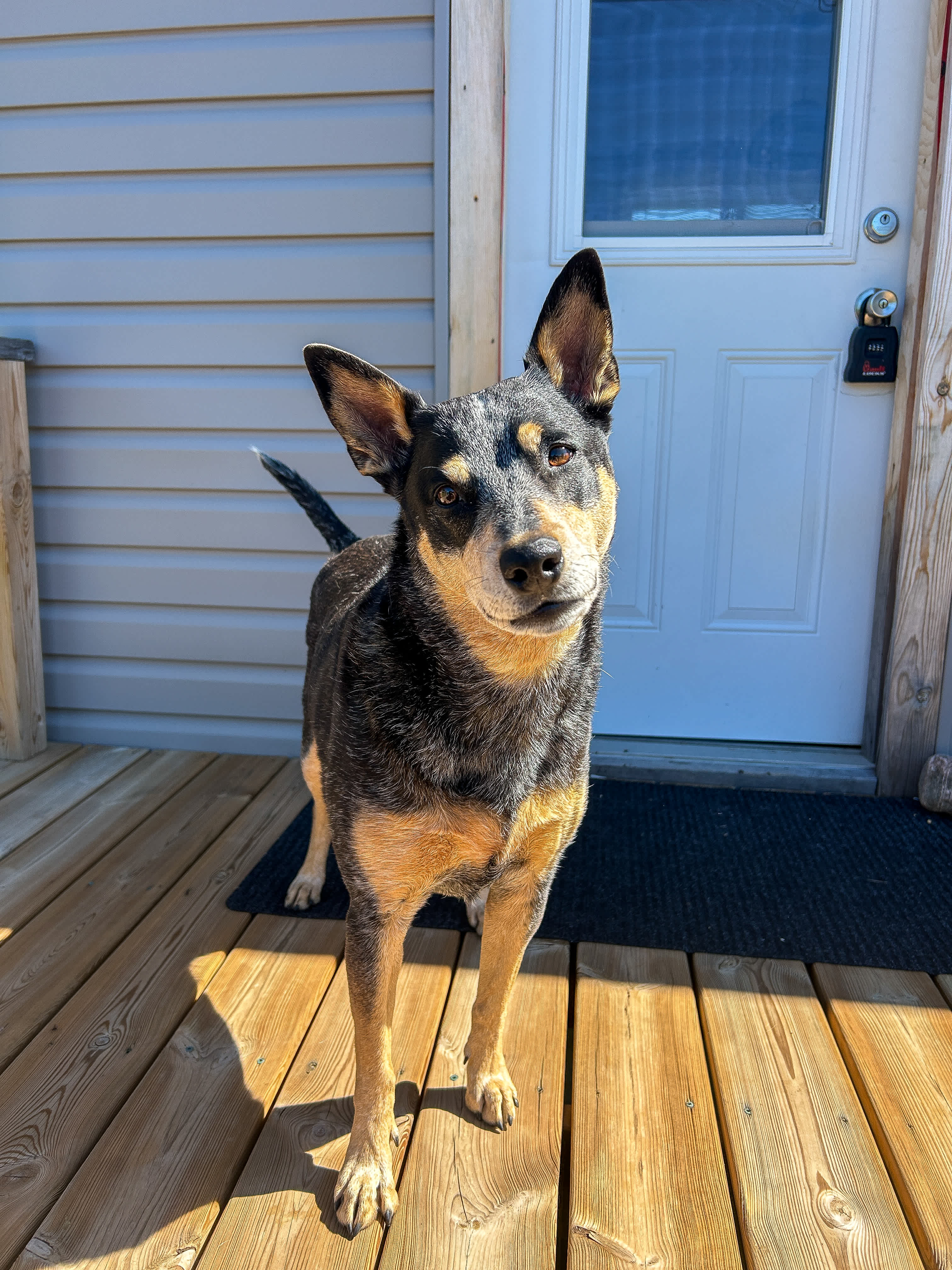 Front porch and doggie 