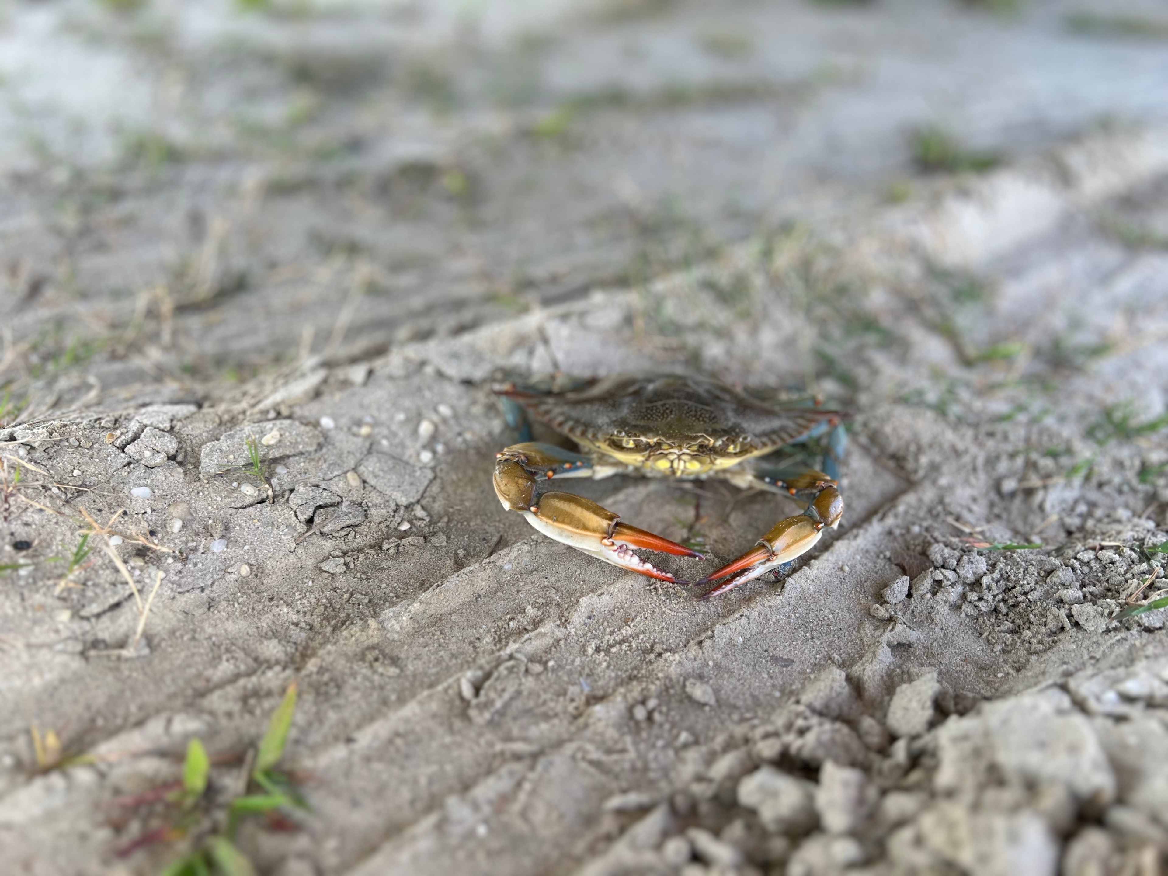 Captain’s Corner ⚓️