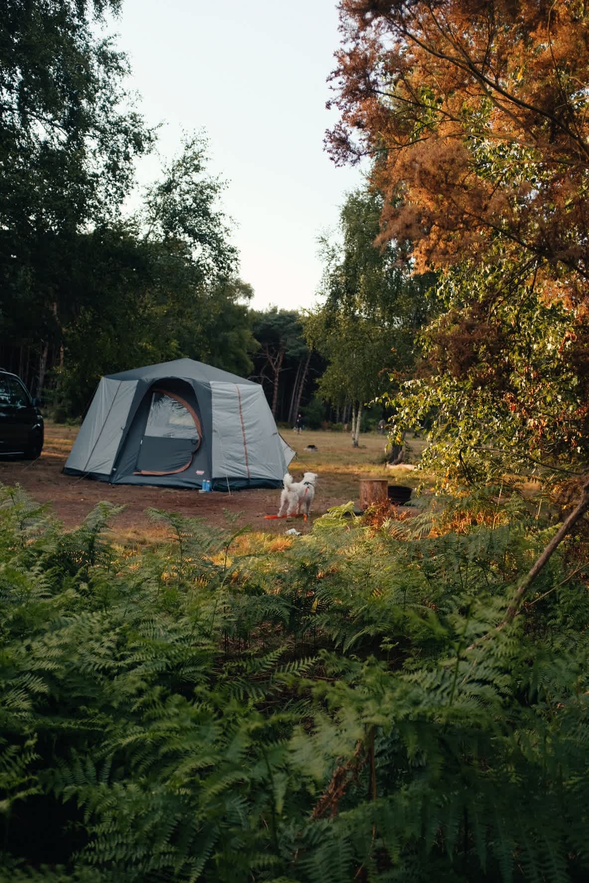 Holistic Woods Wild Campsite
