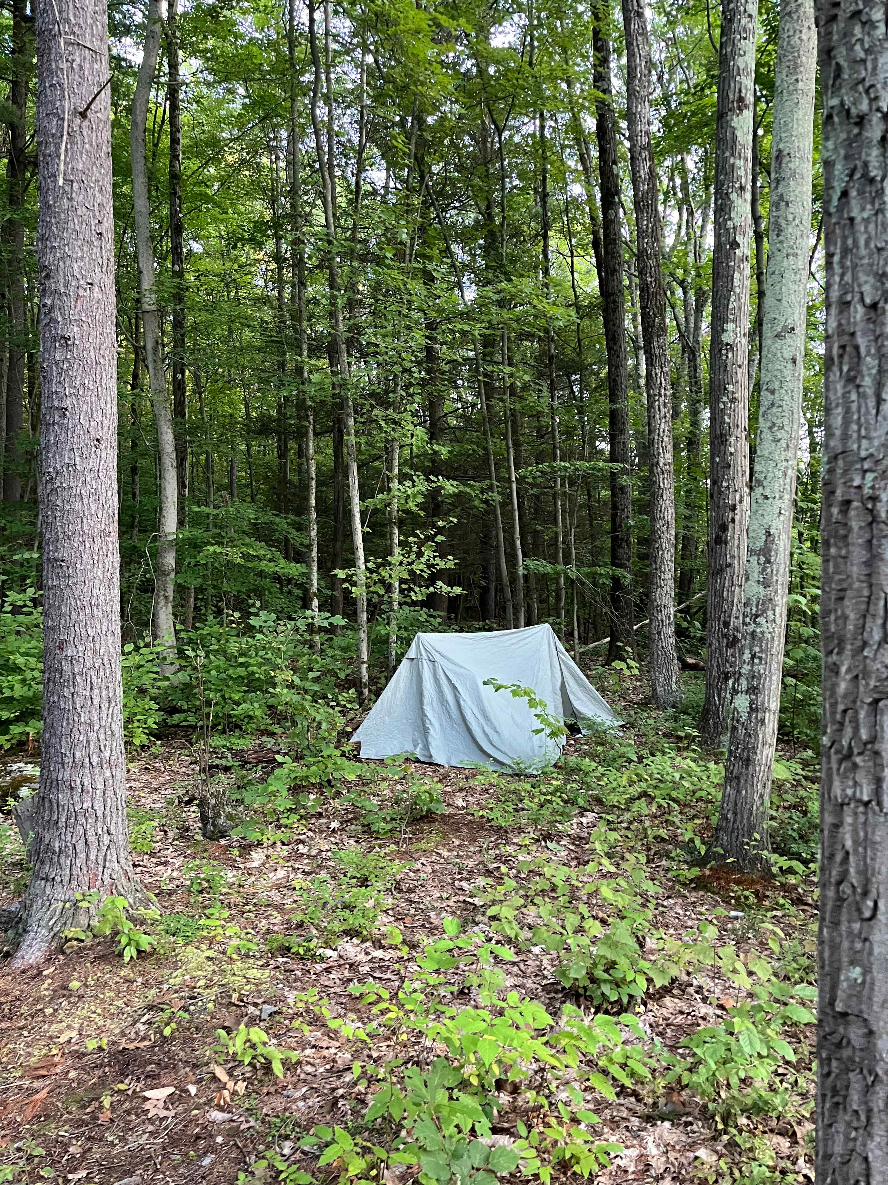 Little tent with the woods as backdrop!