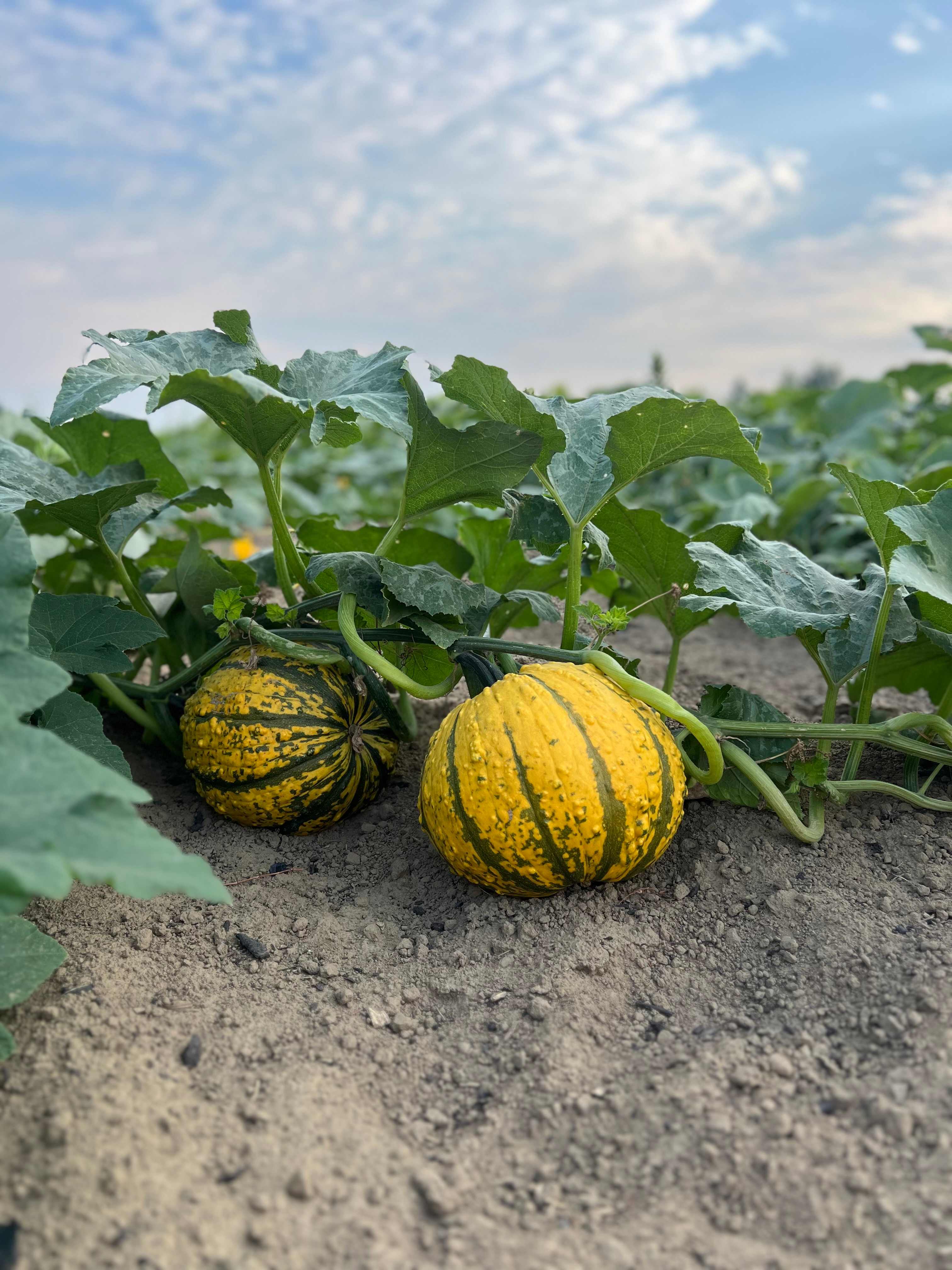 Hidden Acres Orchards