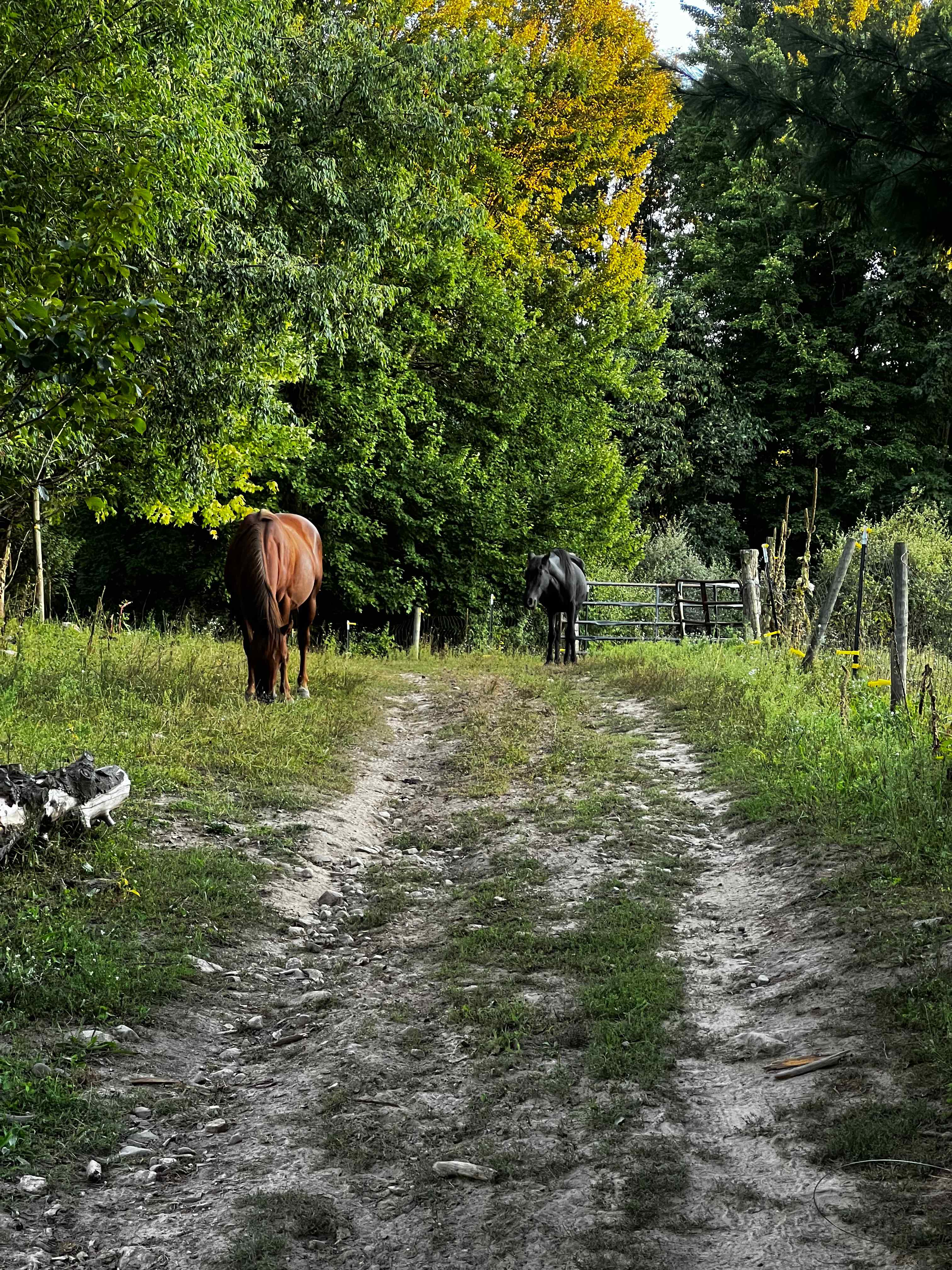 Provision Family Farms