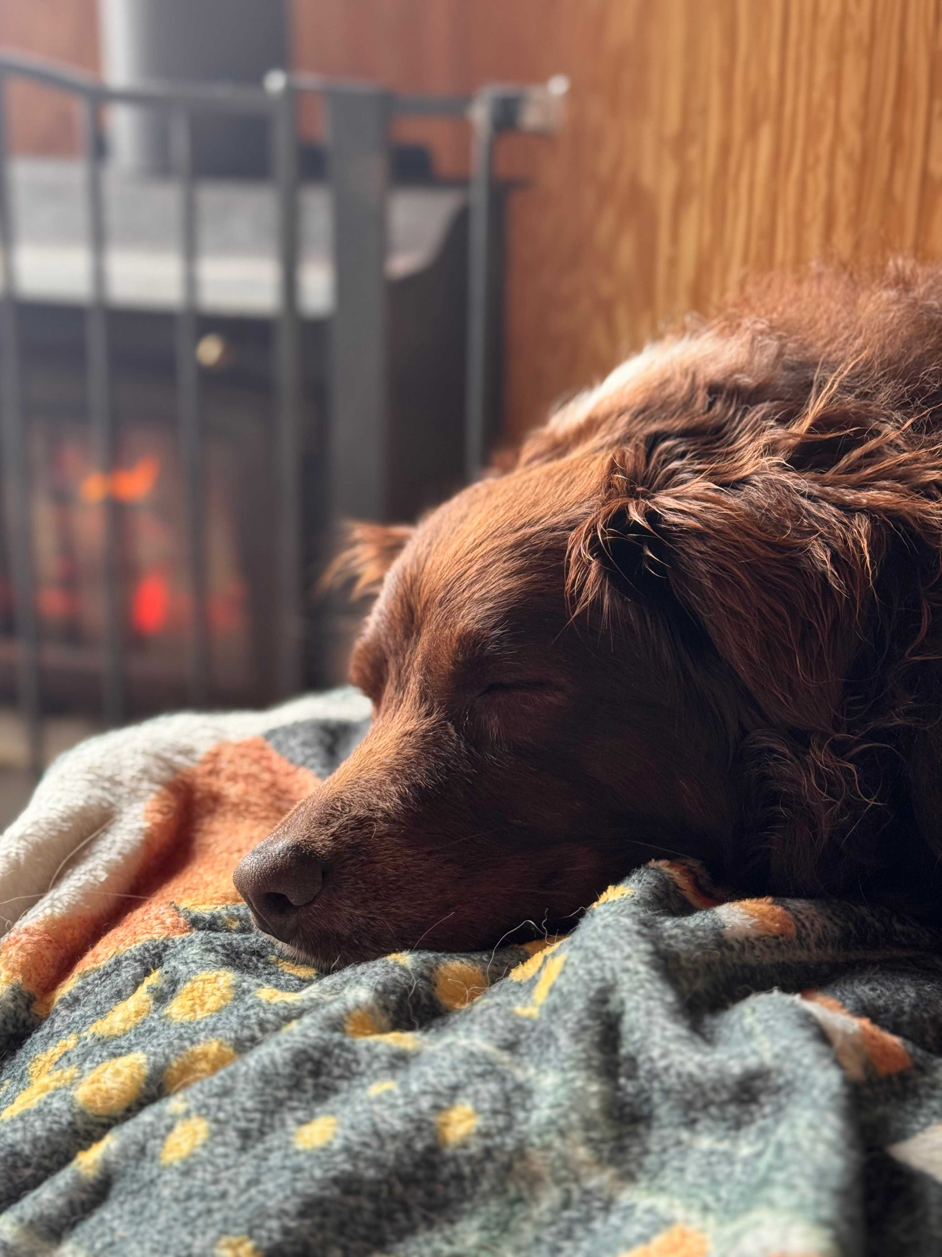 Simplicity @Top Of The Hill Huskies