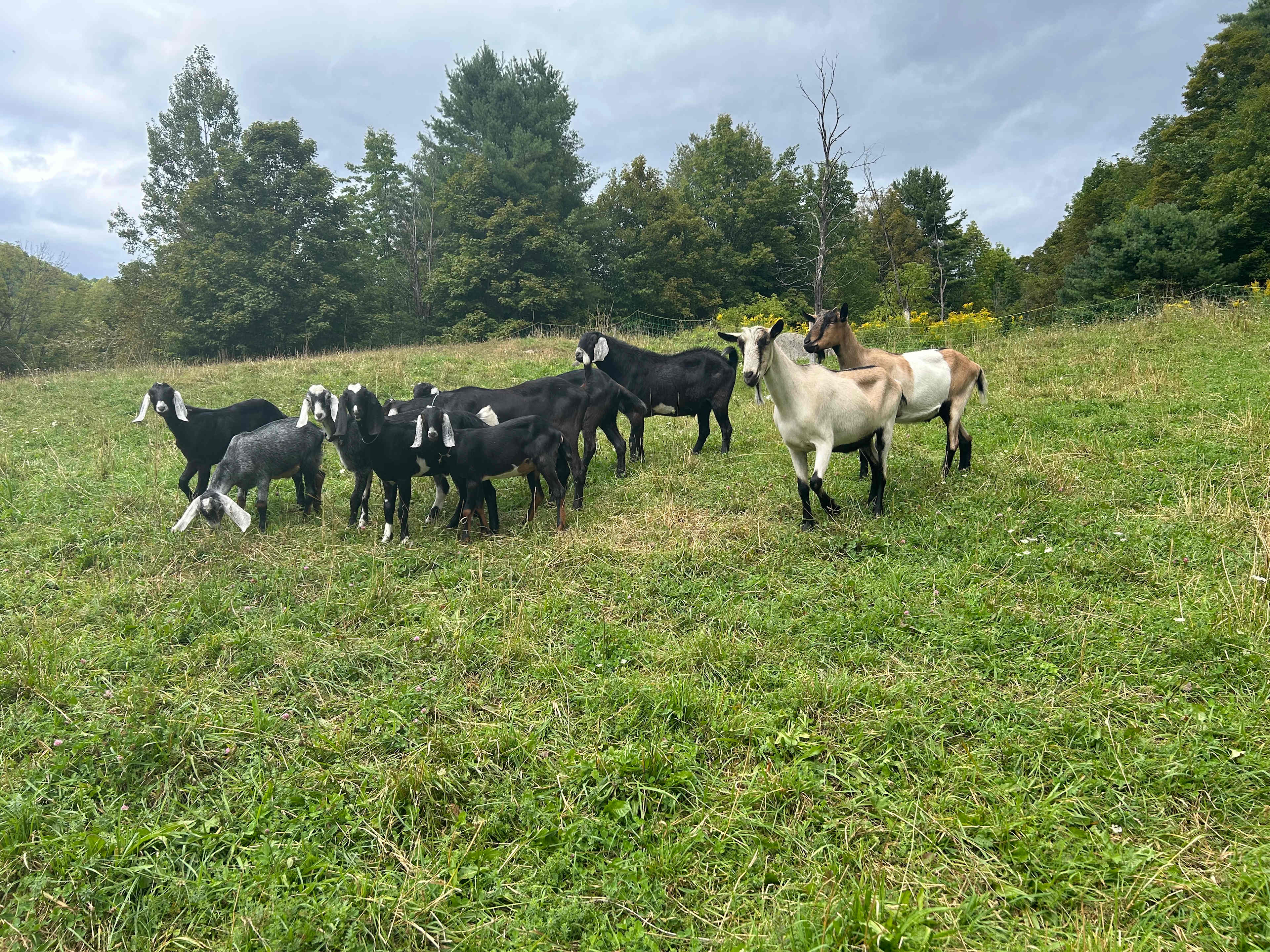 Lots of goats to learn about 