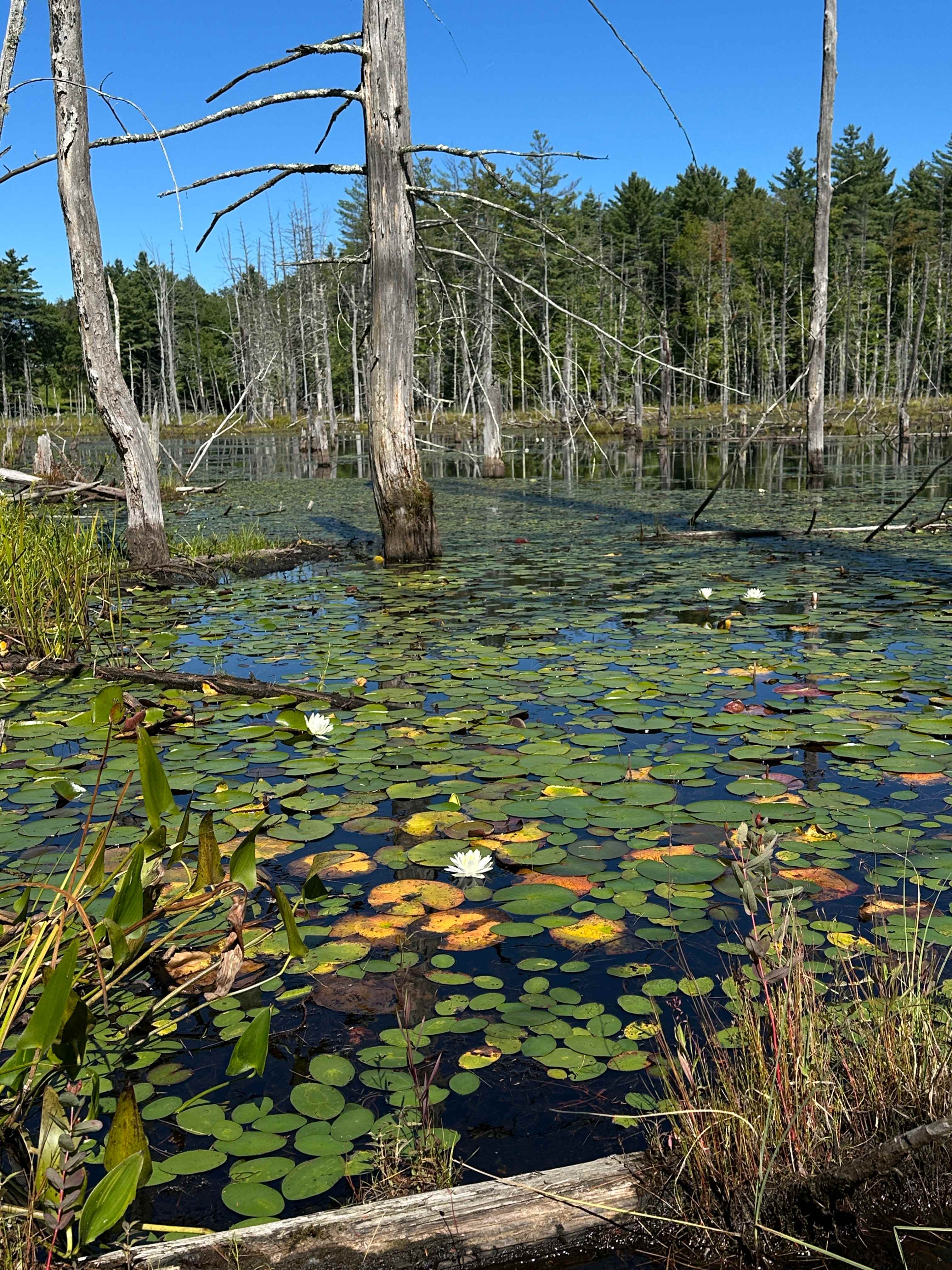 Someday Farm and Forest
