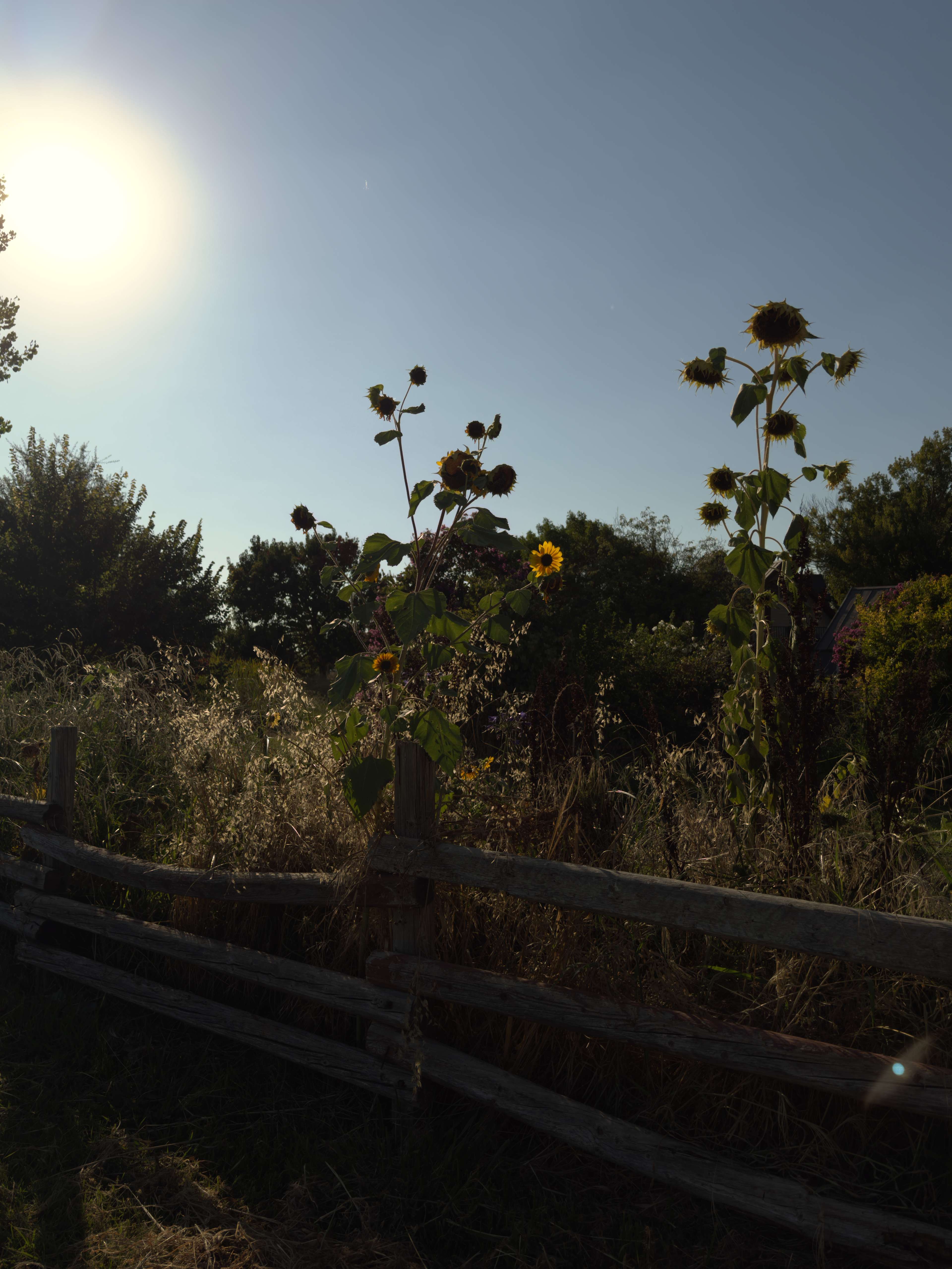 The Foxes  Family Farm