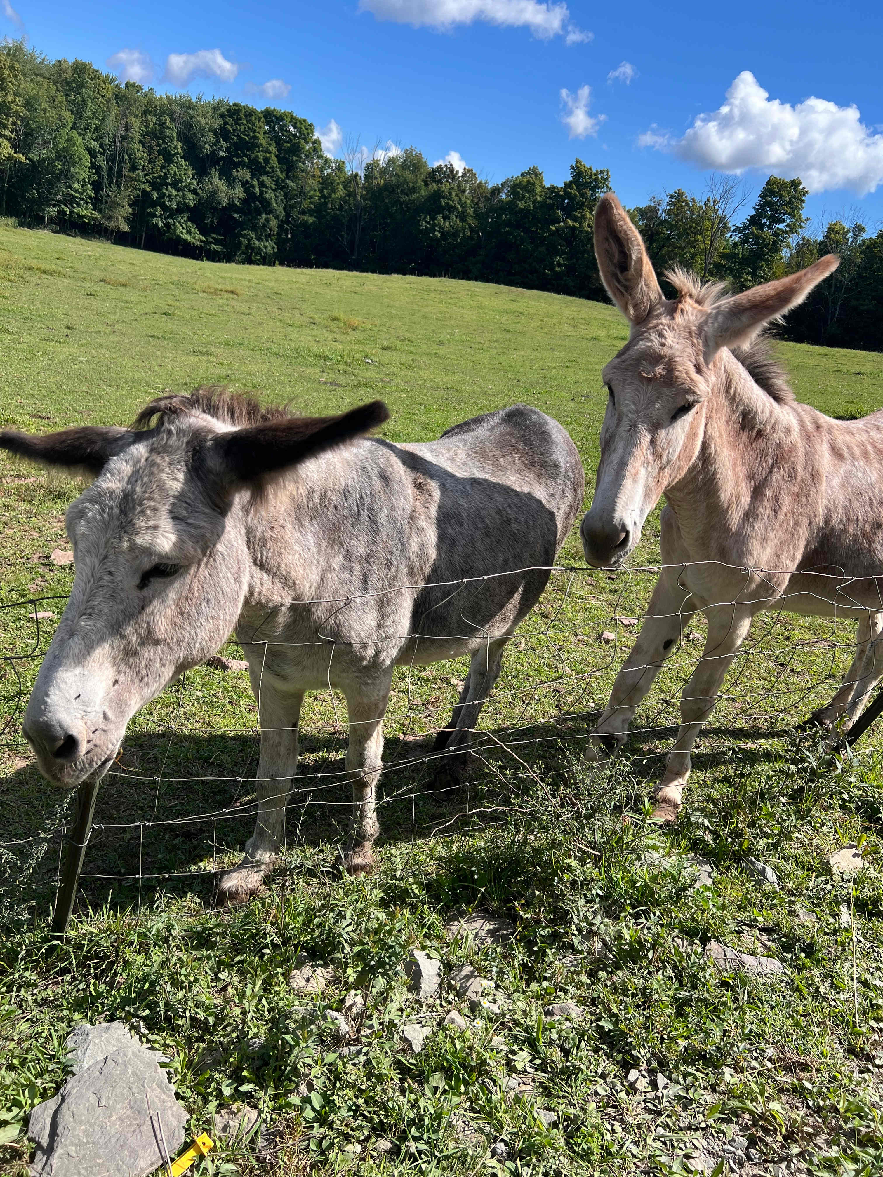 Canvas Private Glamping Yurt