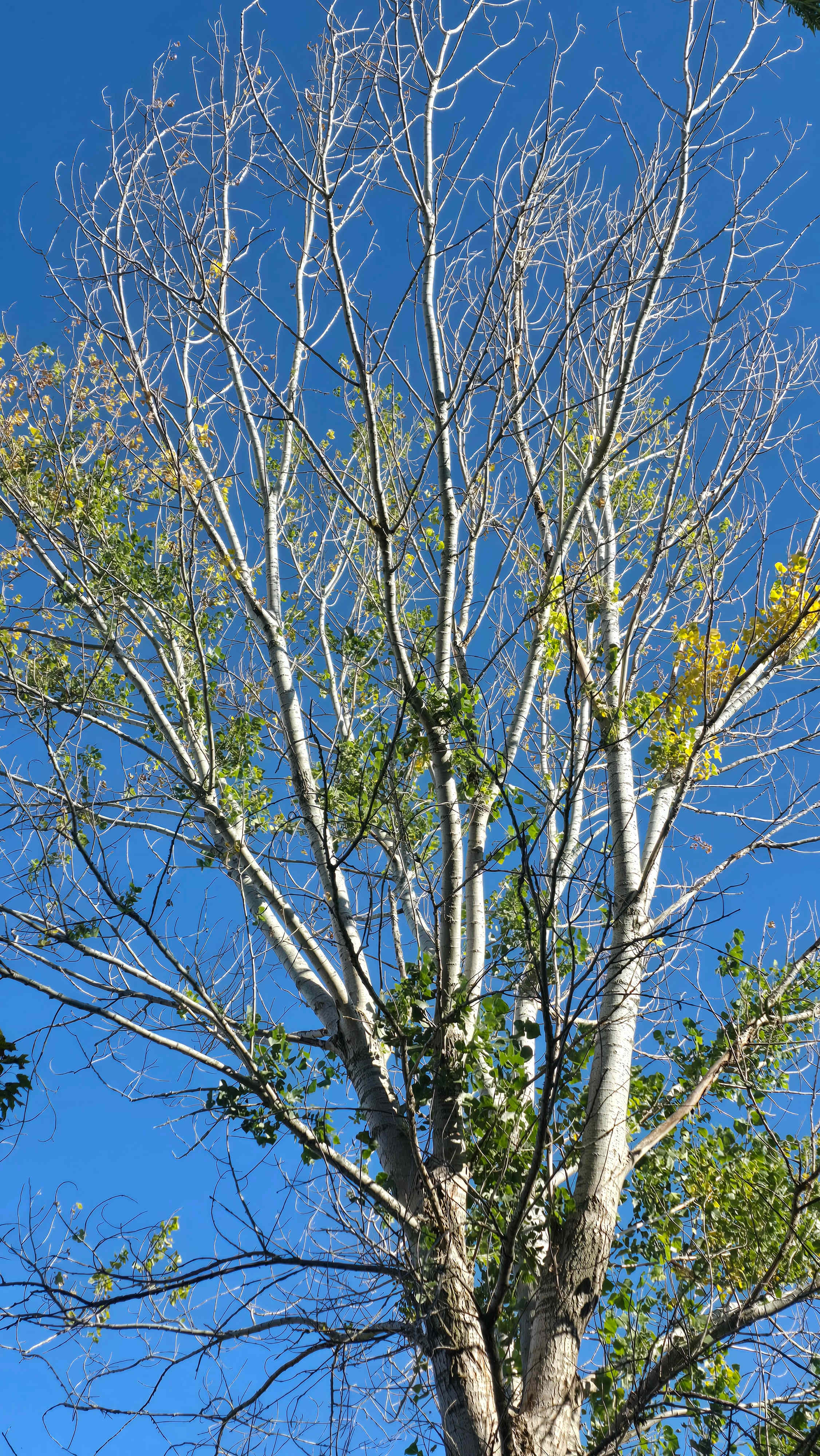 Havendell Farm and Wayside