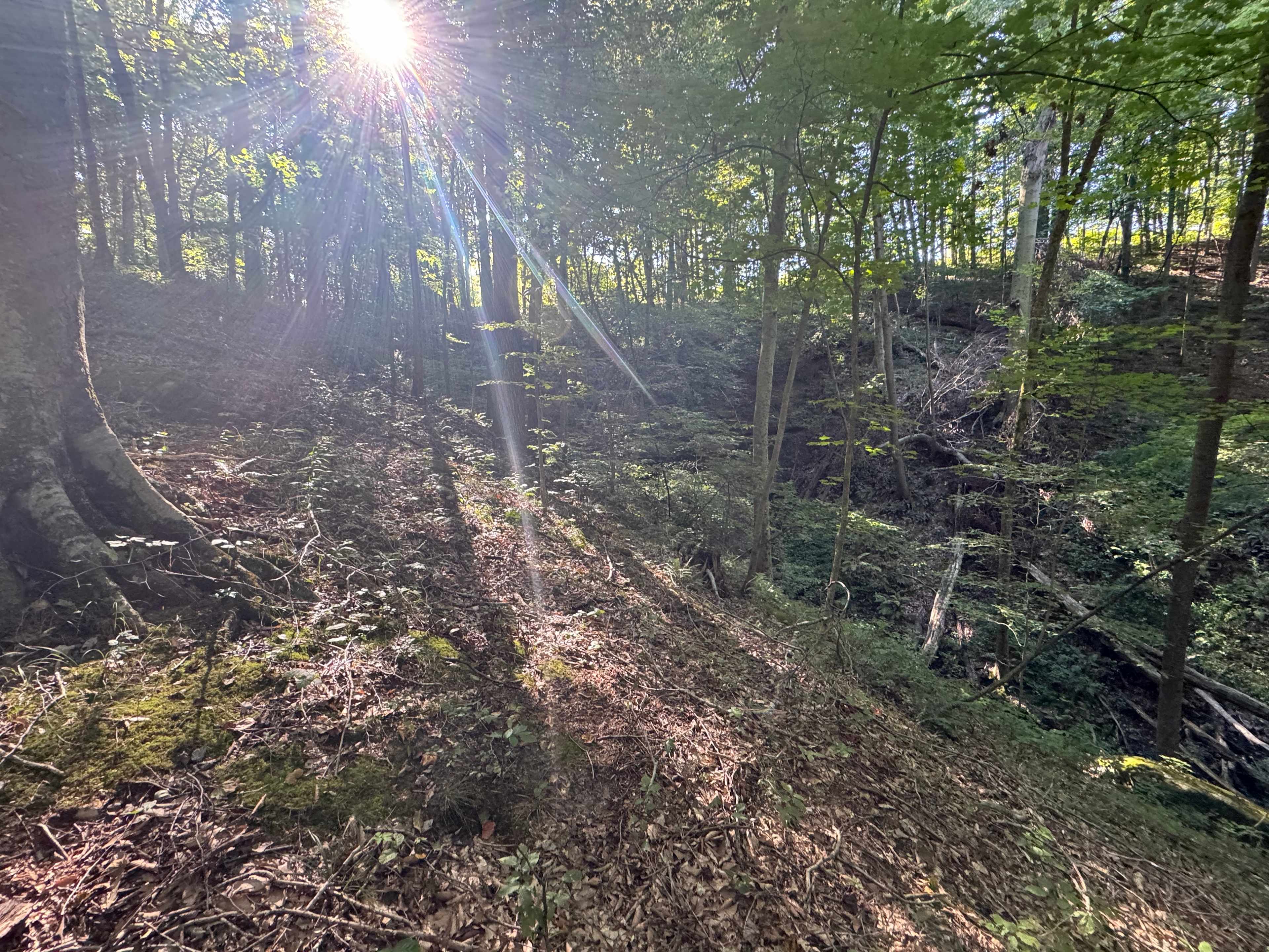 McKee Farm - Treehouses and Camping